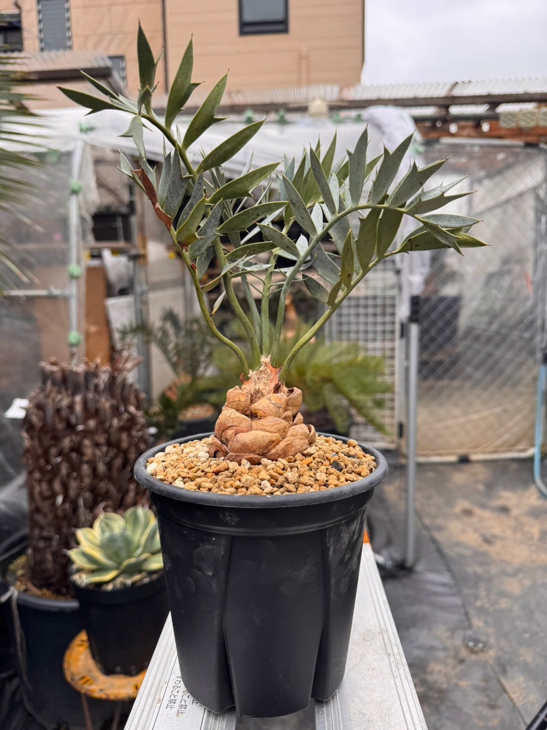 Encephalartos horridus Dwarf エンセファラルトスホリダス ドワーフ