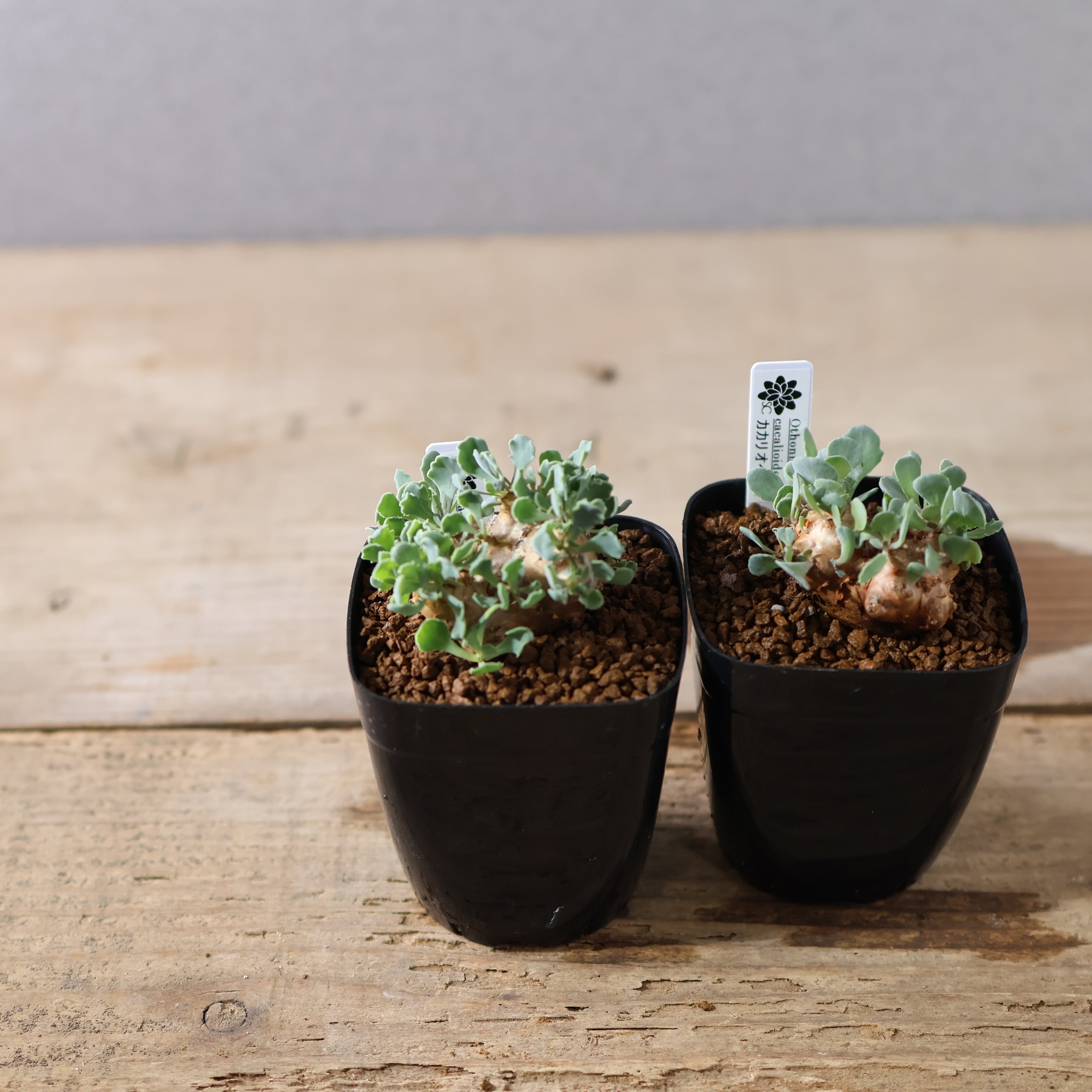 504『オトンナ カカリオイデス』 観葉植物【送料無料】 | MARX PLANTS