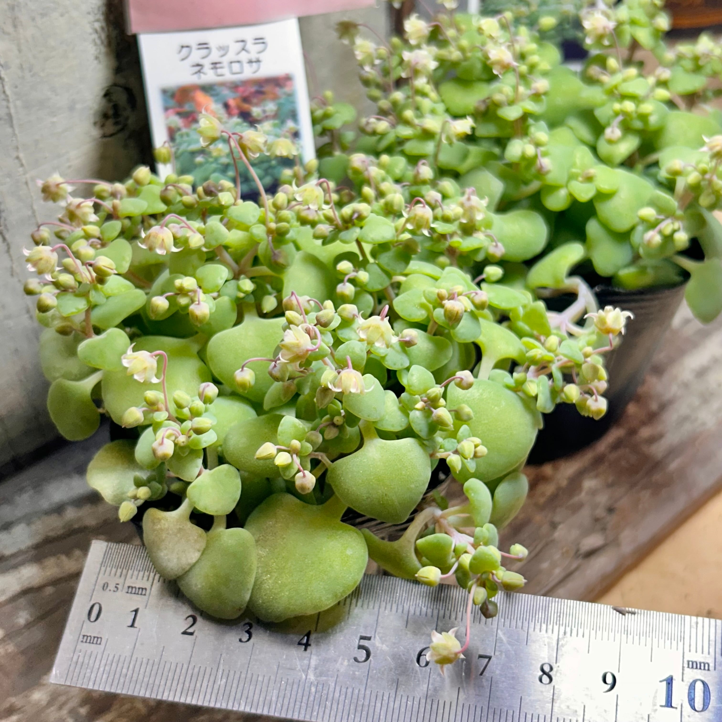 ネモロサ クラッスラ | RuPo 多肉植物専門店