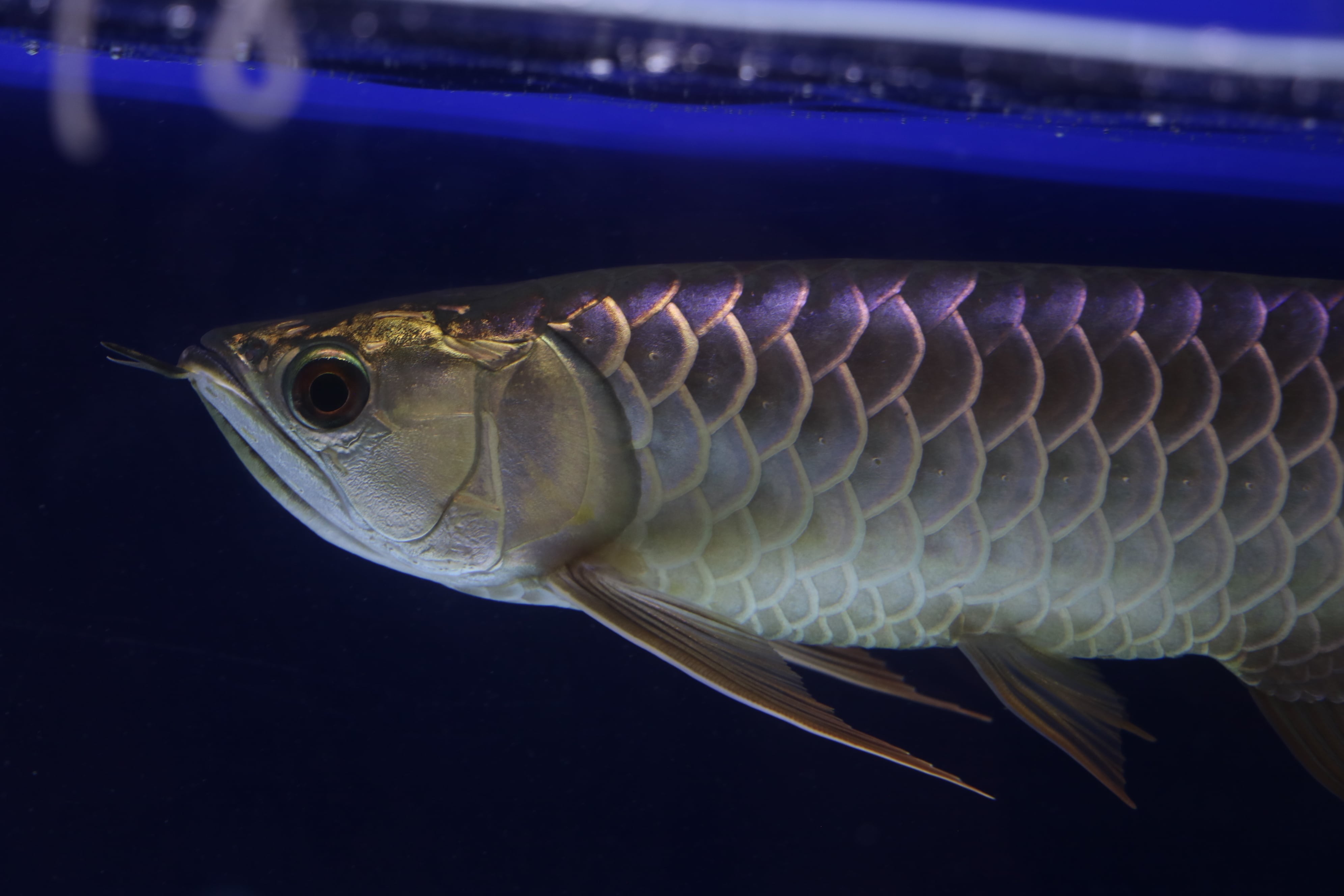 過背金龍極 過背金龍 ショートボディ