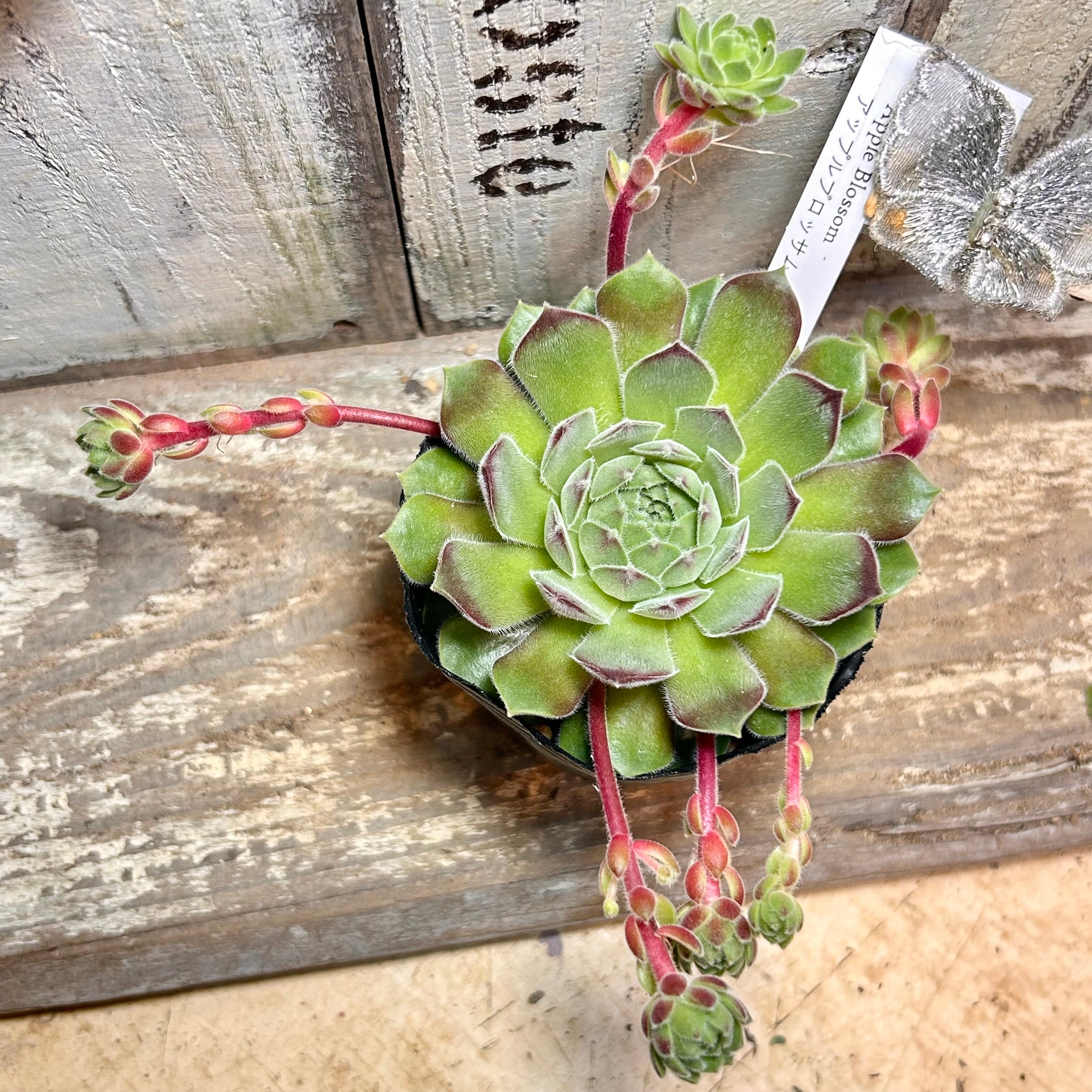 アップルブロッサム センペル | RuPo 多肉植物専門店