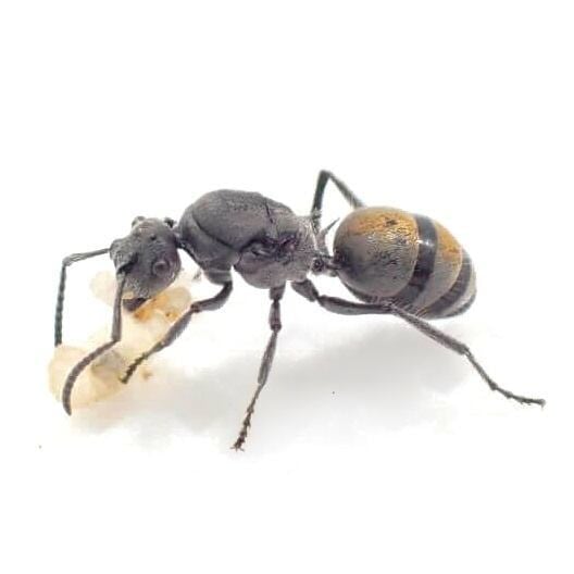 バーミキュローサトゲアリ｜女王｜Polyrhachis vermiculosa | あり巣