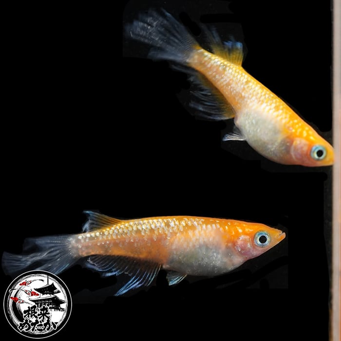 1ペア】ハイビスカスラメ普通種 夢中めだか様血統 | メダカ専門店 根来