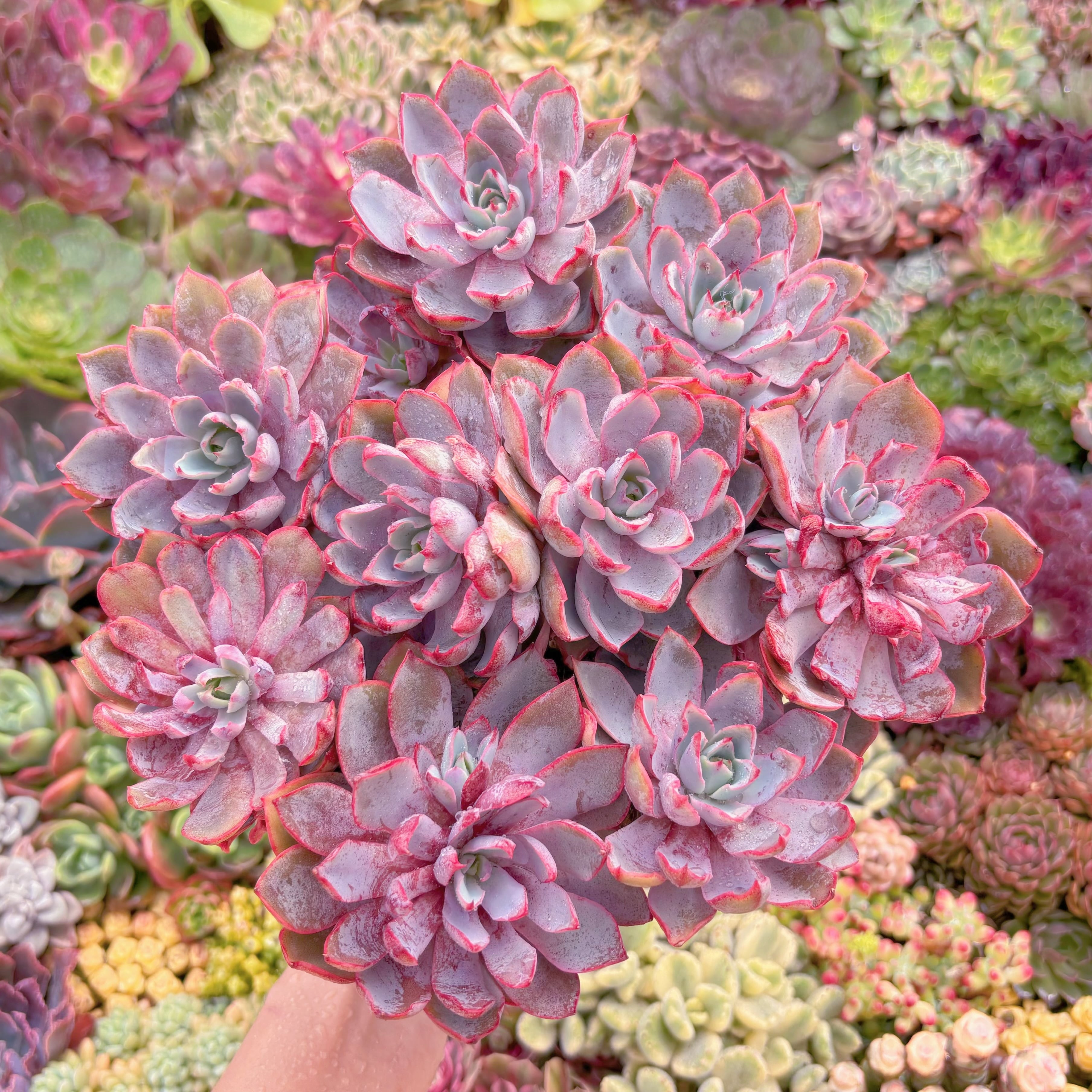 現品　ヘラ#A12　特大群生　新入荷　るる農園