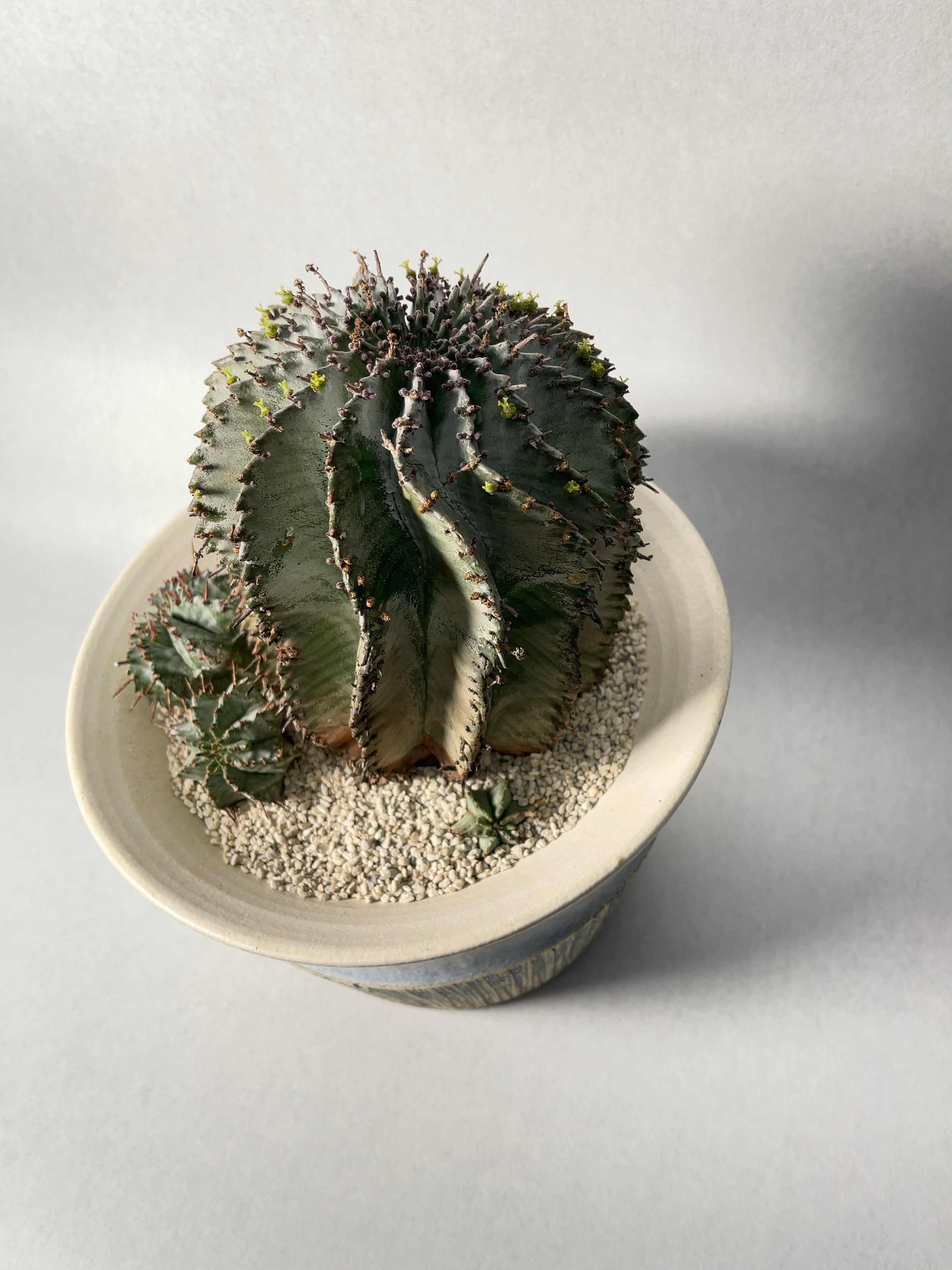 ユーフォルビア　ホリダ　雌株 ユーフォルビア ホリダ 雌株 ユーフォルビアは雌雄異株が多い