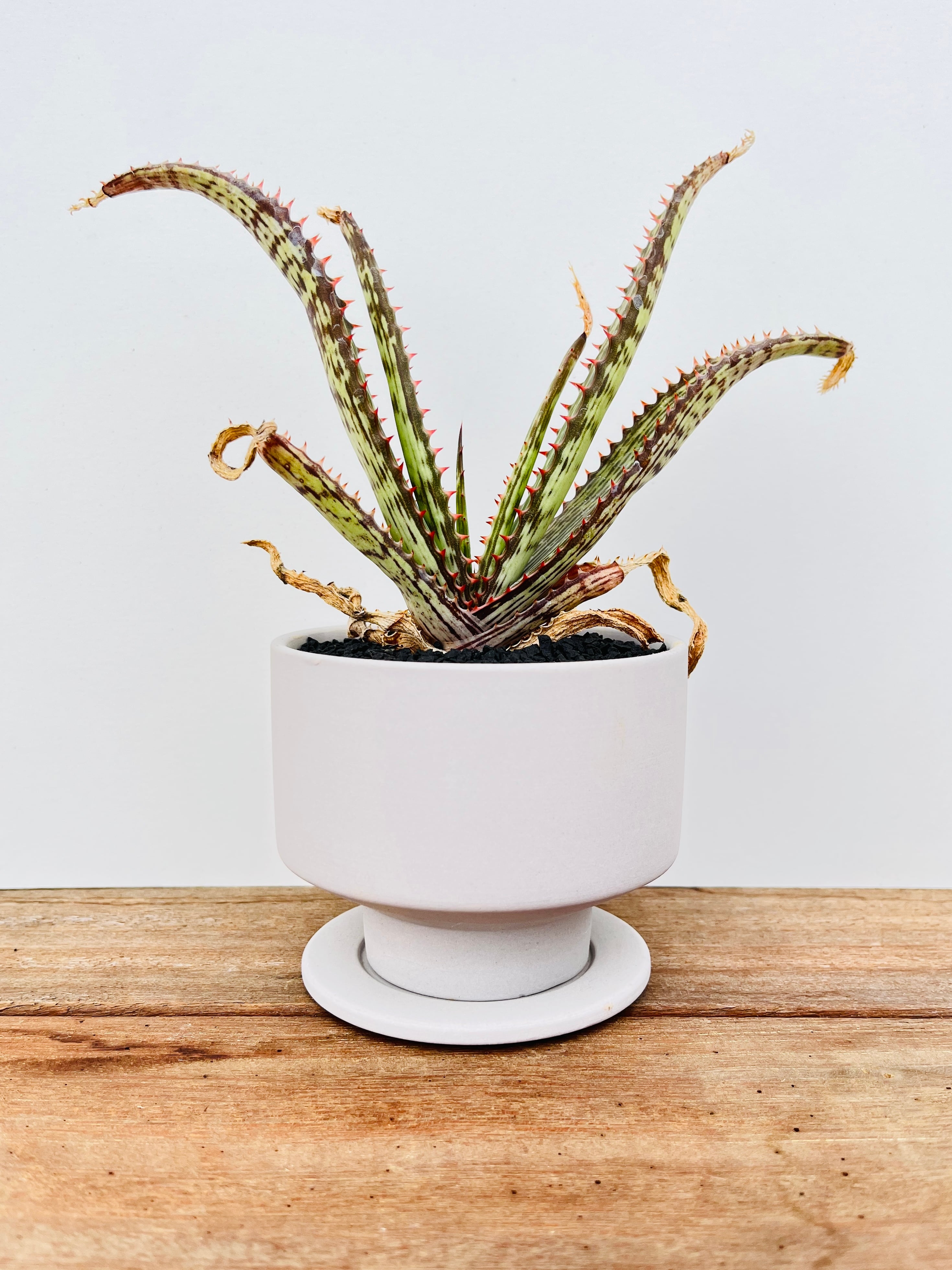 Aloe branddraaiensis アロエ ブランドレイエンシス | plants MARU