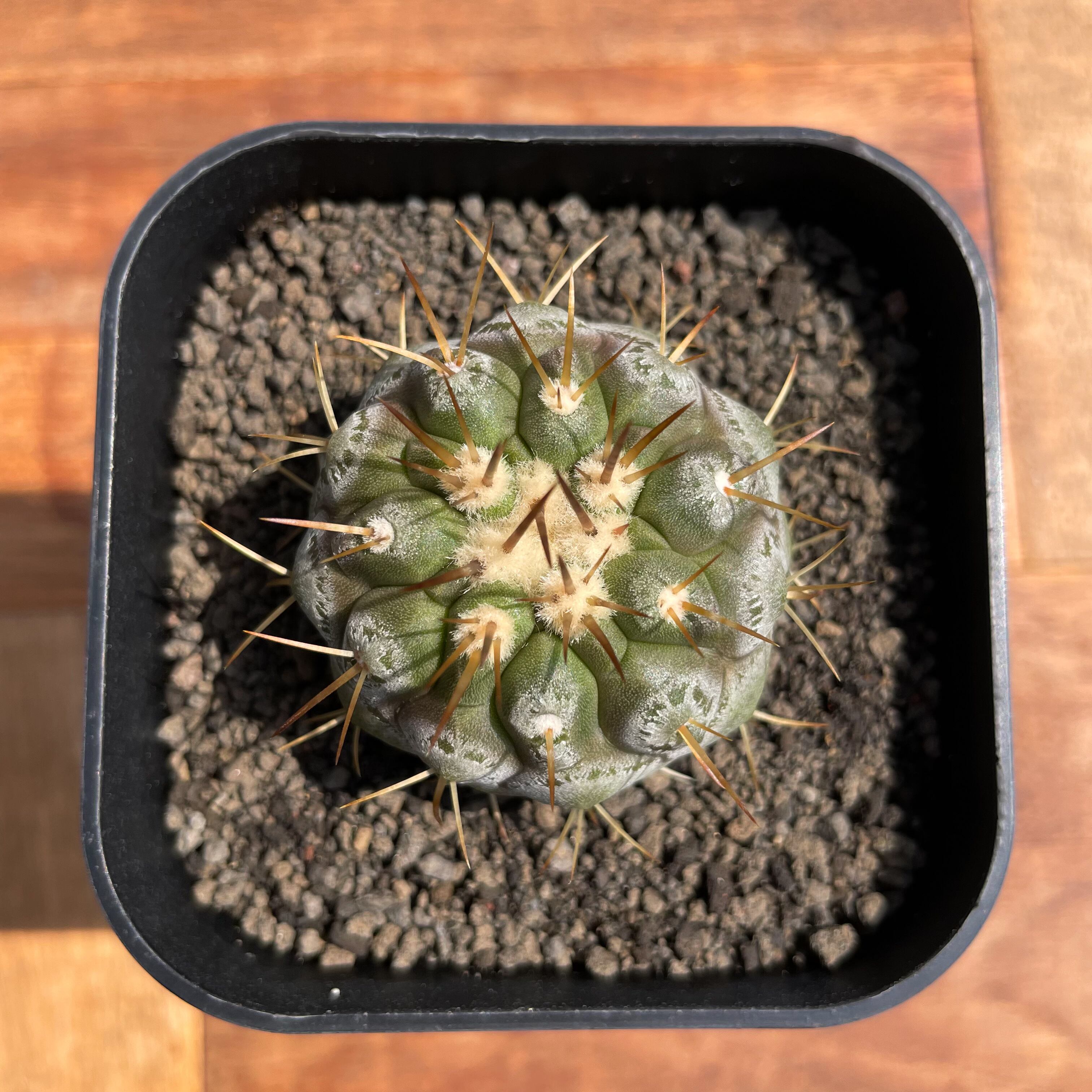 Copiapoa cinerea var. columna-alba【コピアポア・孤竜丸・実生