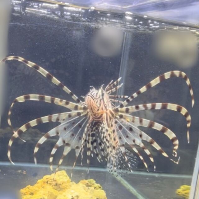 ハナミノカサゴ | aquastudio