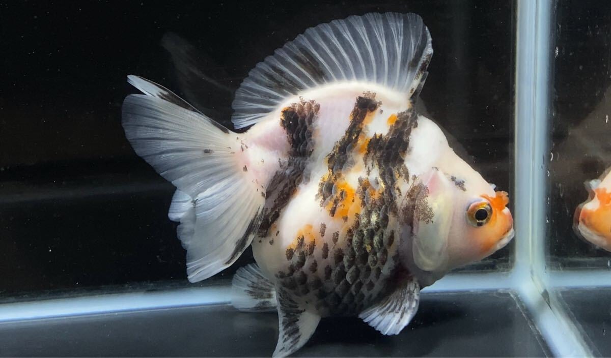 中国産 トリカラーショートテール琉金 (金魚) | アクアヒーリング
