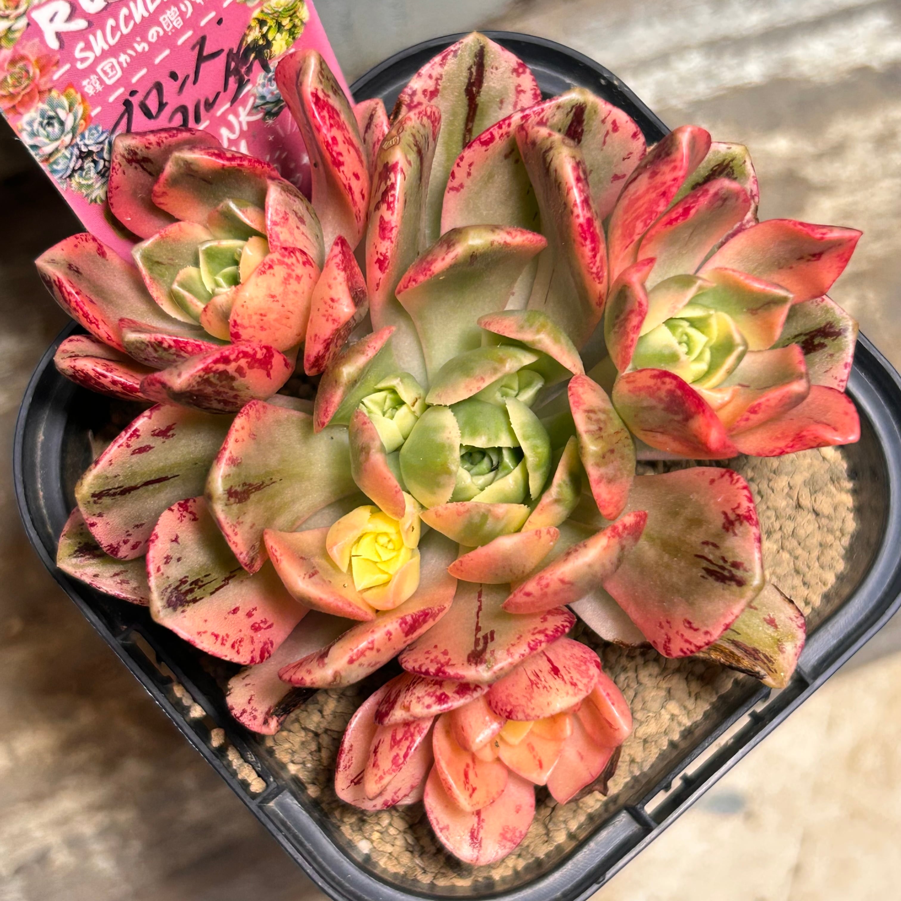 ブロンズメタル錦 アエオニウム | RuPo 多肉植物専門店