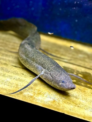 プロトプテルス エチオピクス コンギクス