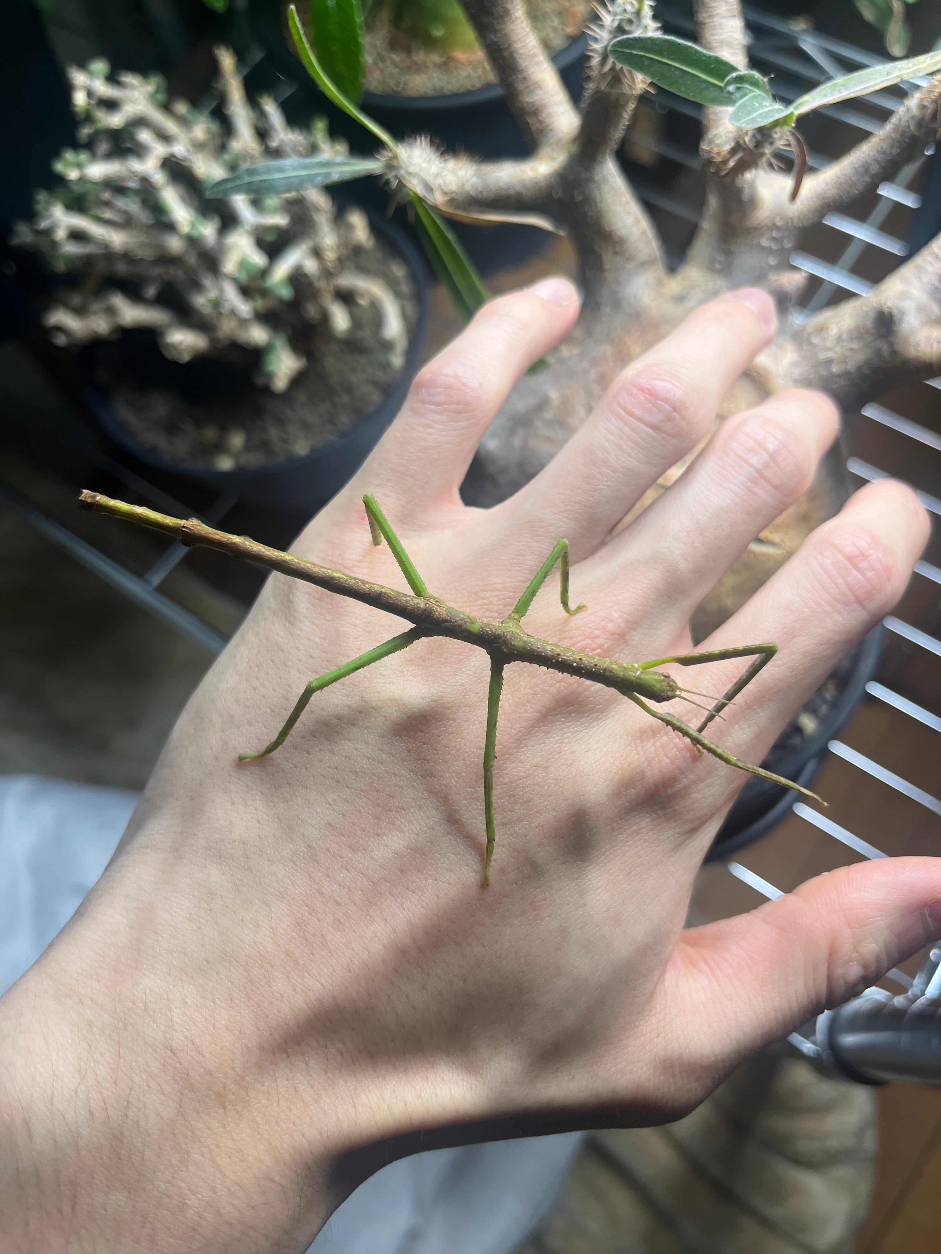 幻の七節】ギガスオオトビナナフシの幼体 コノハムシカマキリ