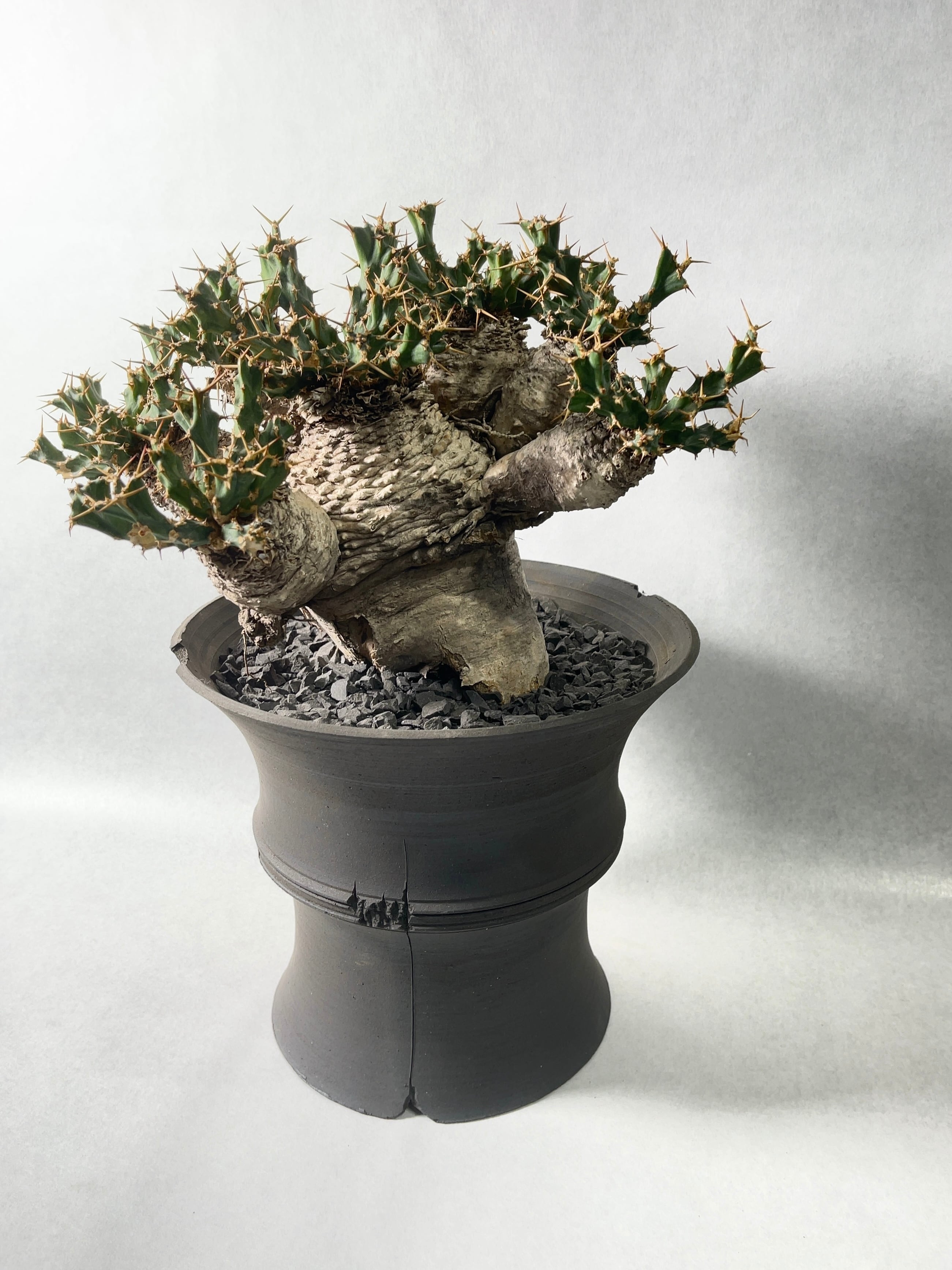 木質化！有望株！ 実生 ユーフォルビア クラビゲラ 塊根植物 鉢ごと発送 7d4fd39dff0371be0e03364b557a1d