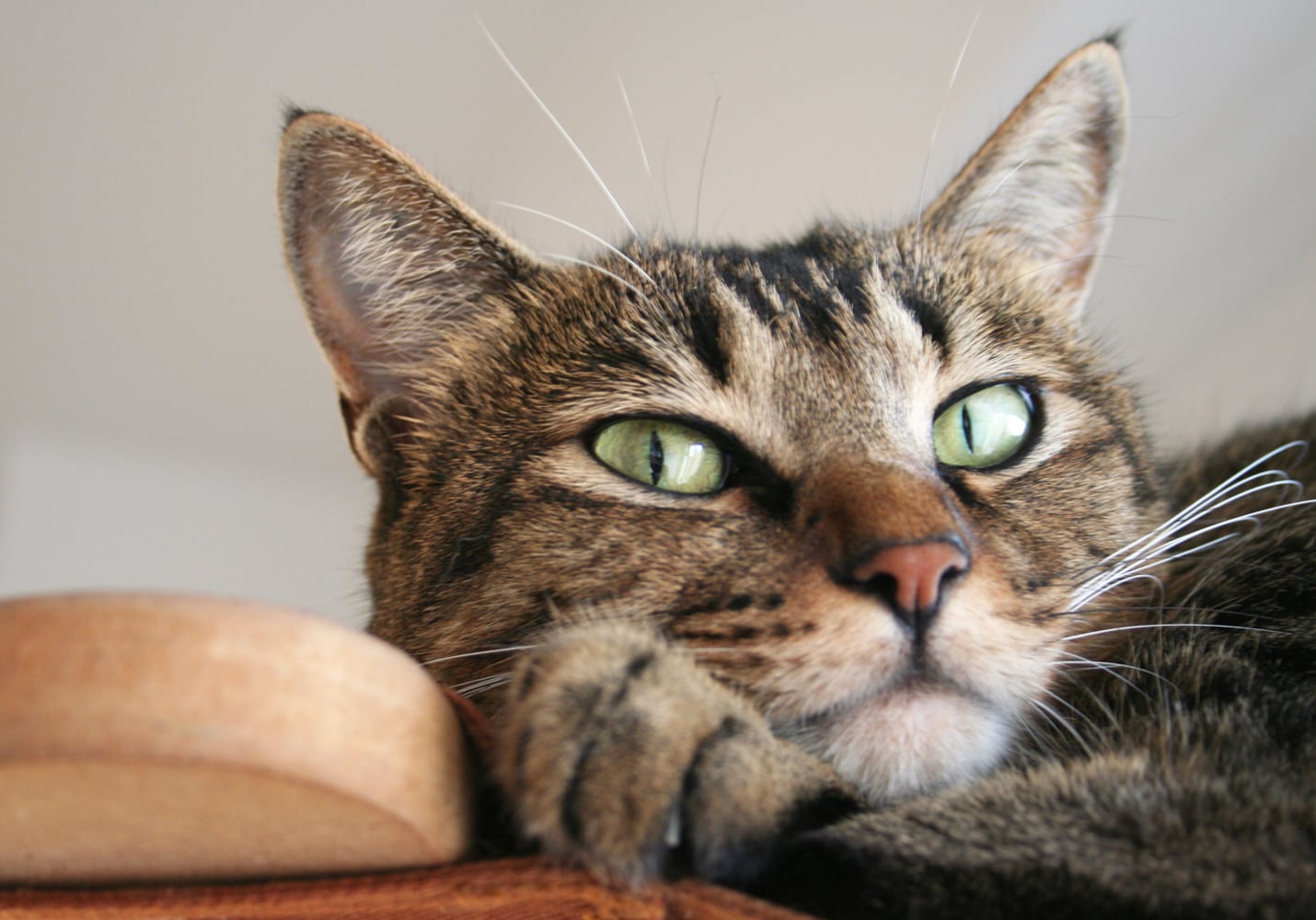 猫 ポストカード The Cat who....アップ(キジネコ) 10x14.8センチ(cm)官製はがきサイズ 猫写真 はがき ねこ葉書 ネコハガキ Postcard アイとちび アイシス