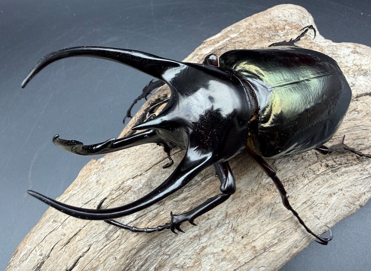 【WD】《ジャワコーカサスオオカブト 109mm ペア》