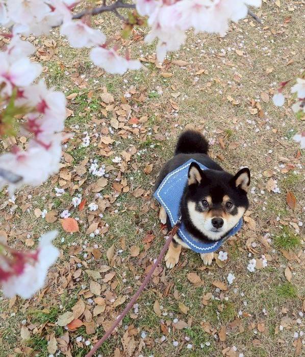 セーラーカラー お名前刺繍入り 可愛いセーラー服型スタイ 犬用付け襟