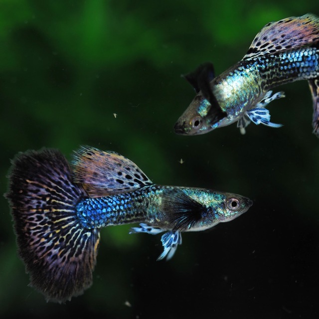 上物プラチナダークドラゴン　1ペア