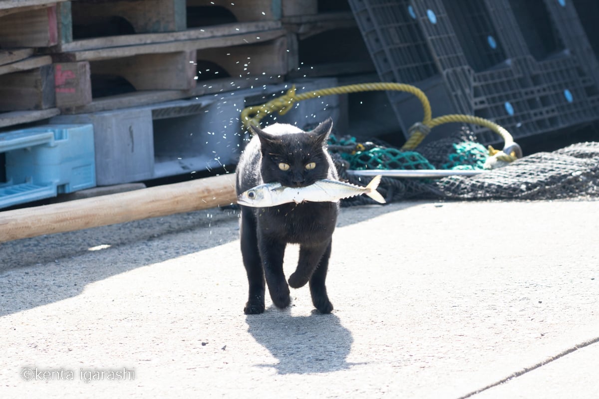 写真集「どら猫」（送料無料） | 猫雑貨屋 飛び猫商店