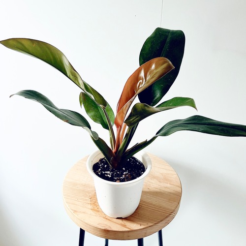 【新入荷】フィロデンドロン インペリアルレッド Sサイズ 観葉植物 calm cafe p