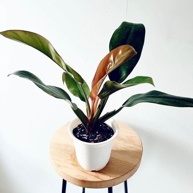 【新品種】ザミオクルカス ダークザミクロ 矮性レイヴン 観葉植物