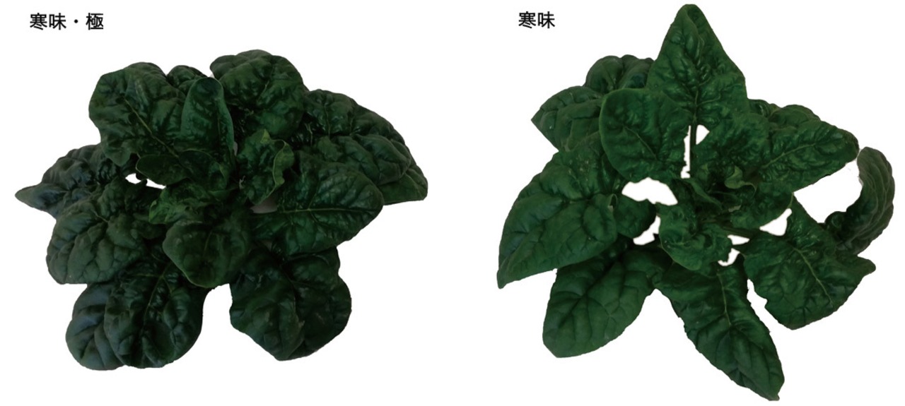 ホウレンソウ「寒味・極」（小袋）・画像2