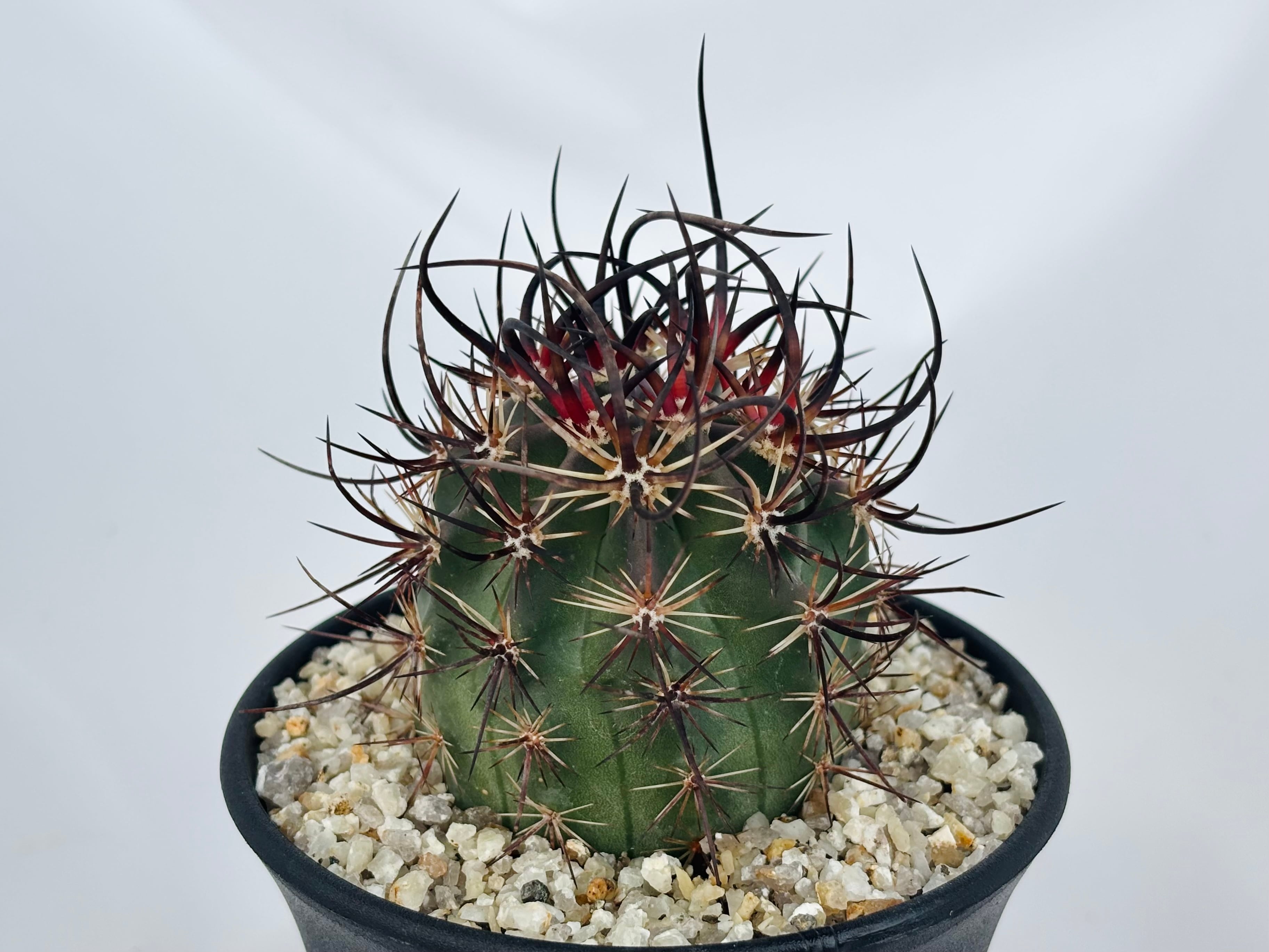 Echinocereus lindsayi エキノケレウス リンゼイ サボテン | plants
