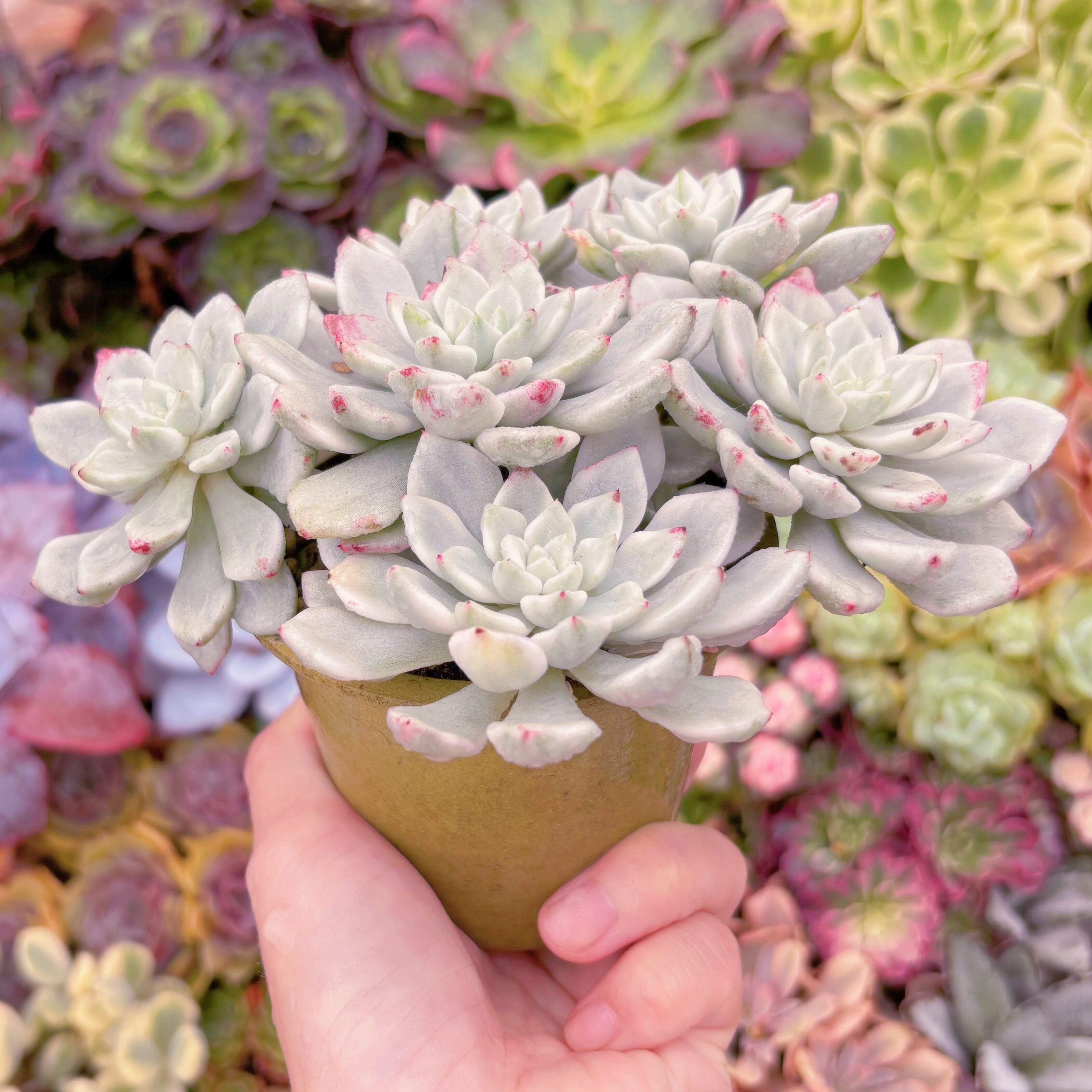 現品 雪の女王錦#228 群生 るる農園 | るる農園~多肉植物専門