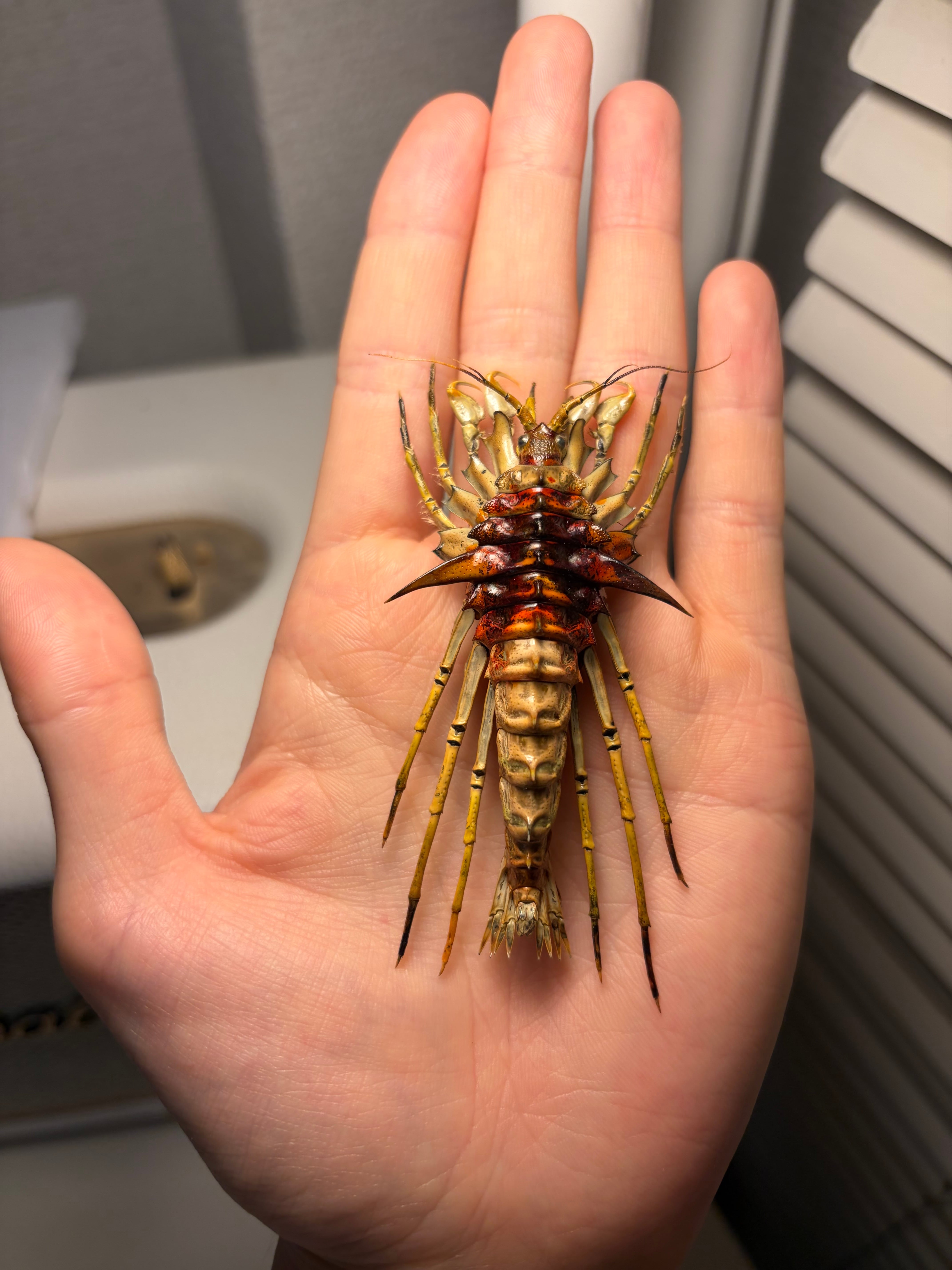 特大♂】バイカルヨコエビ バイカル湖 標本 ムカデヤスデミリピード