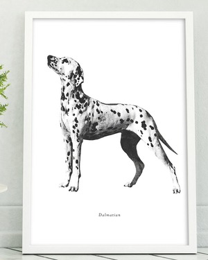アートポスター / Dalmatian II　eb174b