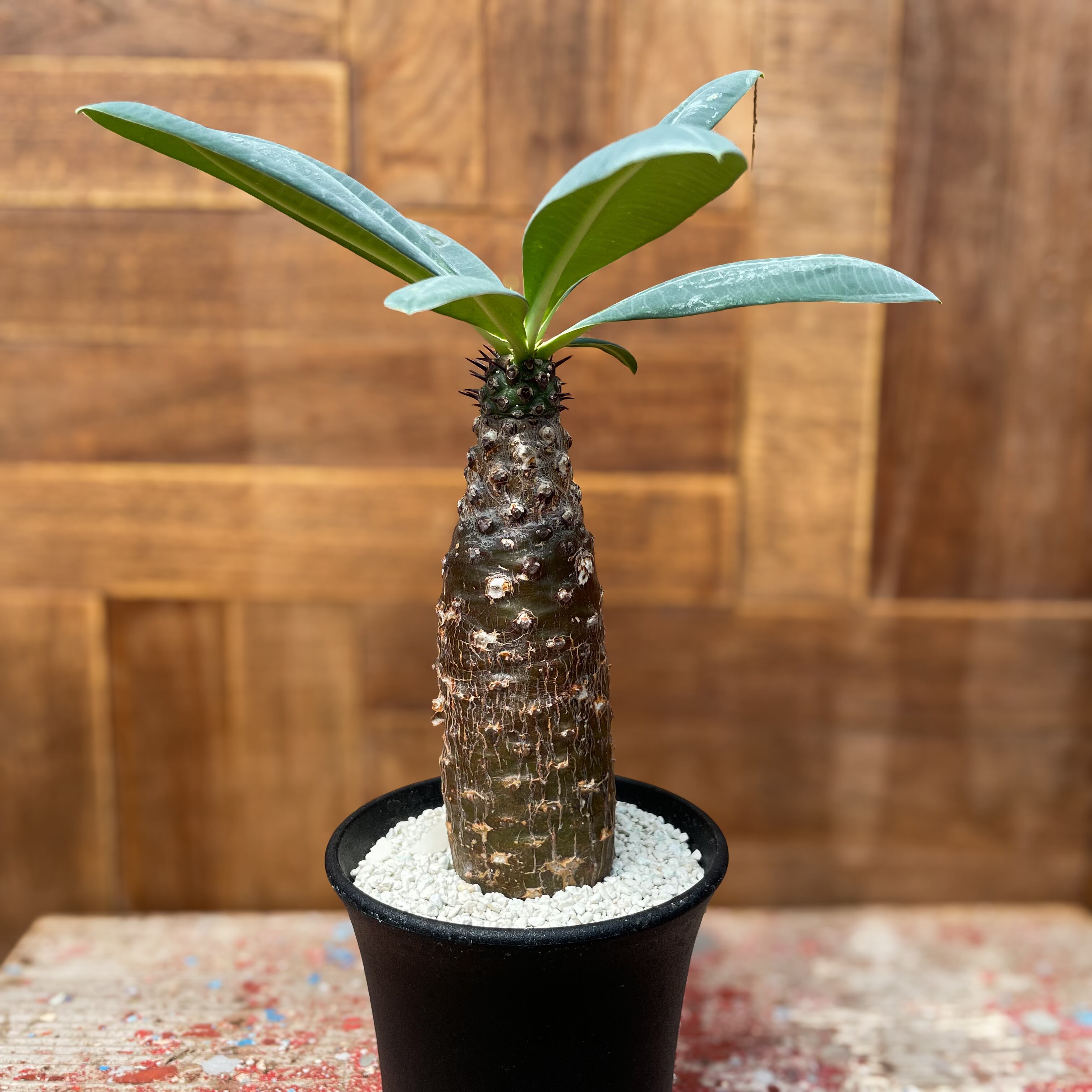 Euphorbia pachypodioides【ユーフォルビア・パキポディオイデス 