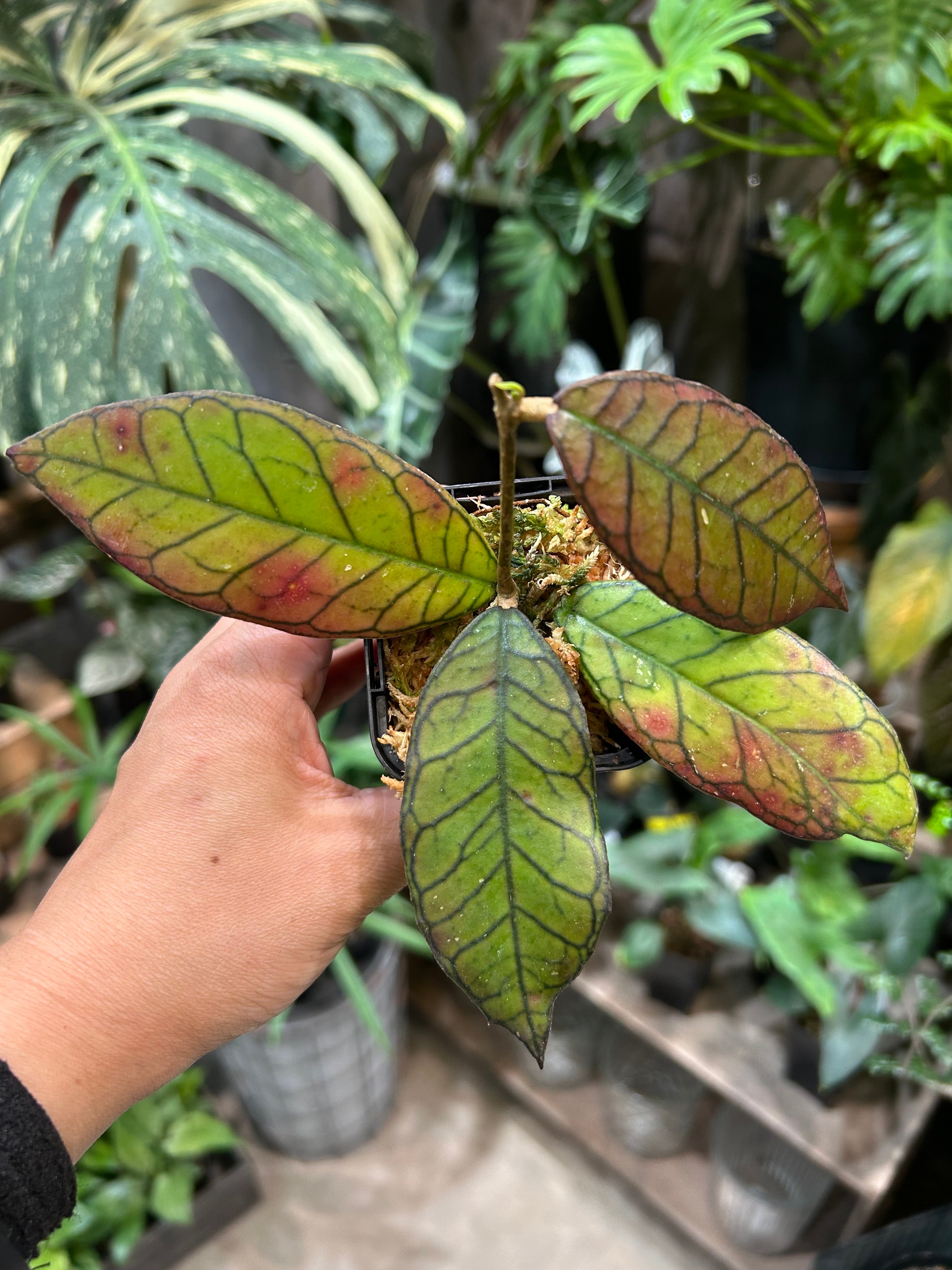 ホヤ グヌンガディン ゴースト | MIDORIYA 観葉植物専門店