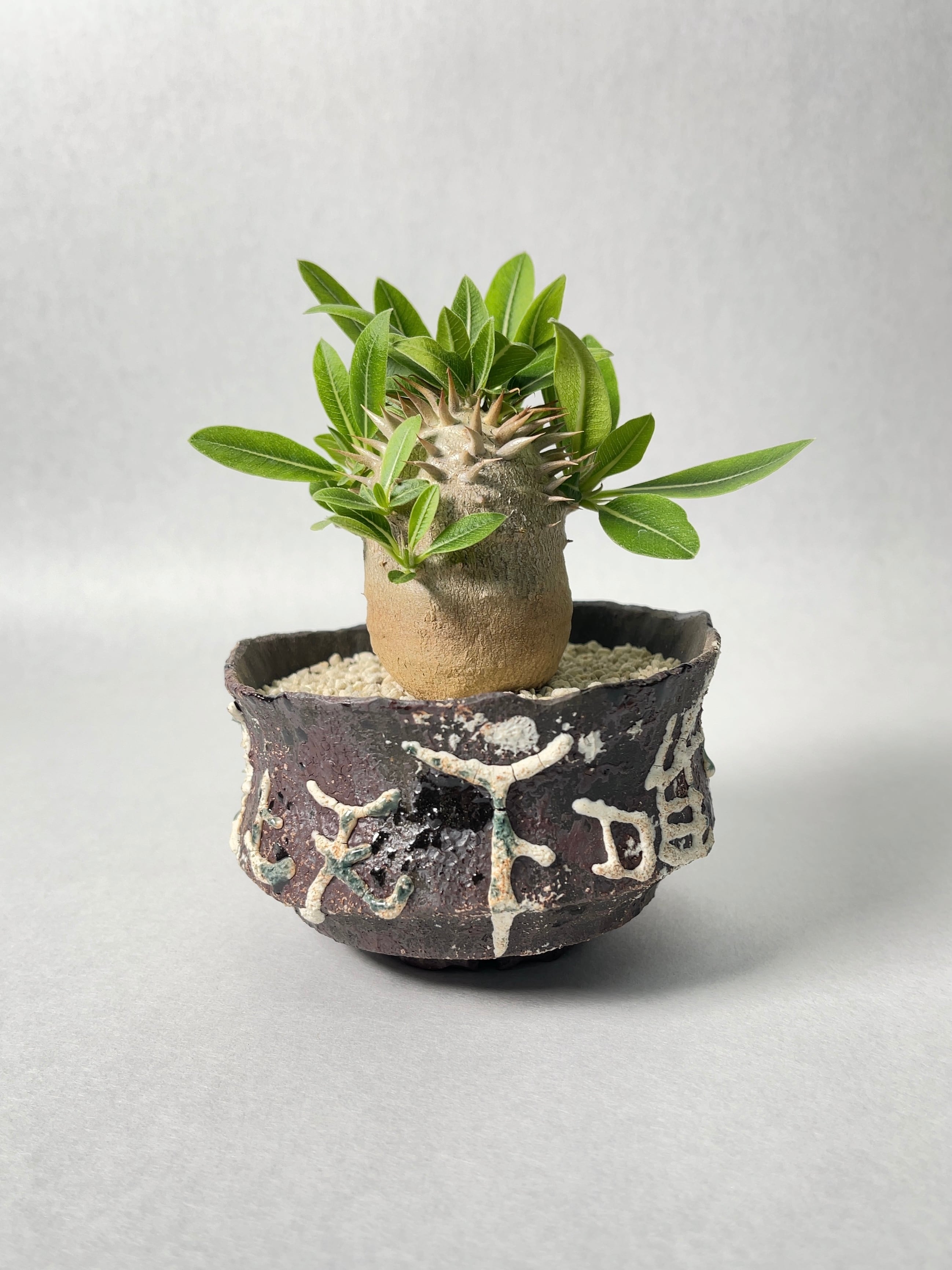 パキポディウム タッキー×恵比寿大黒 ハイブリッド