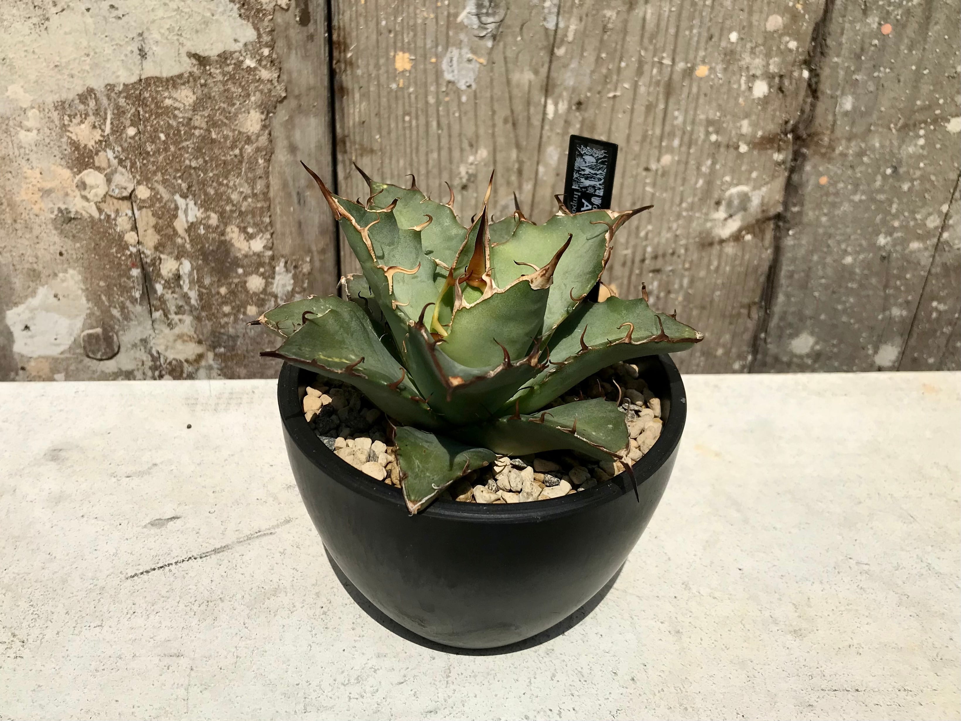 ① Agave oteroi from Oaxaca / アガベ オテロイ オアハカ 現地株 ...