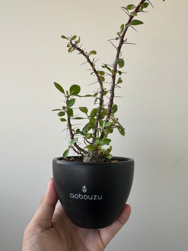 【灌木祭】Fouquieria fasciculata 【激レア塊根・ぷっくり選抜実生株】フォークイエリア ファシクラータ