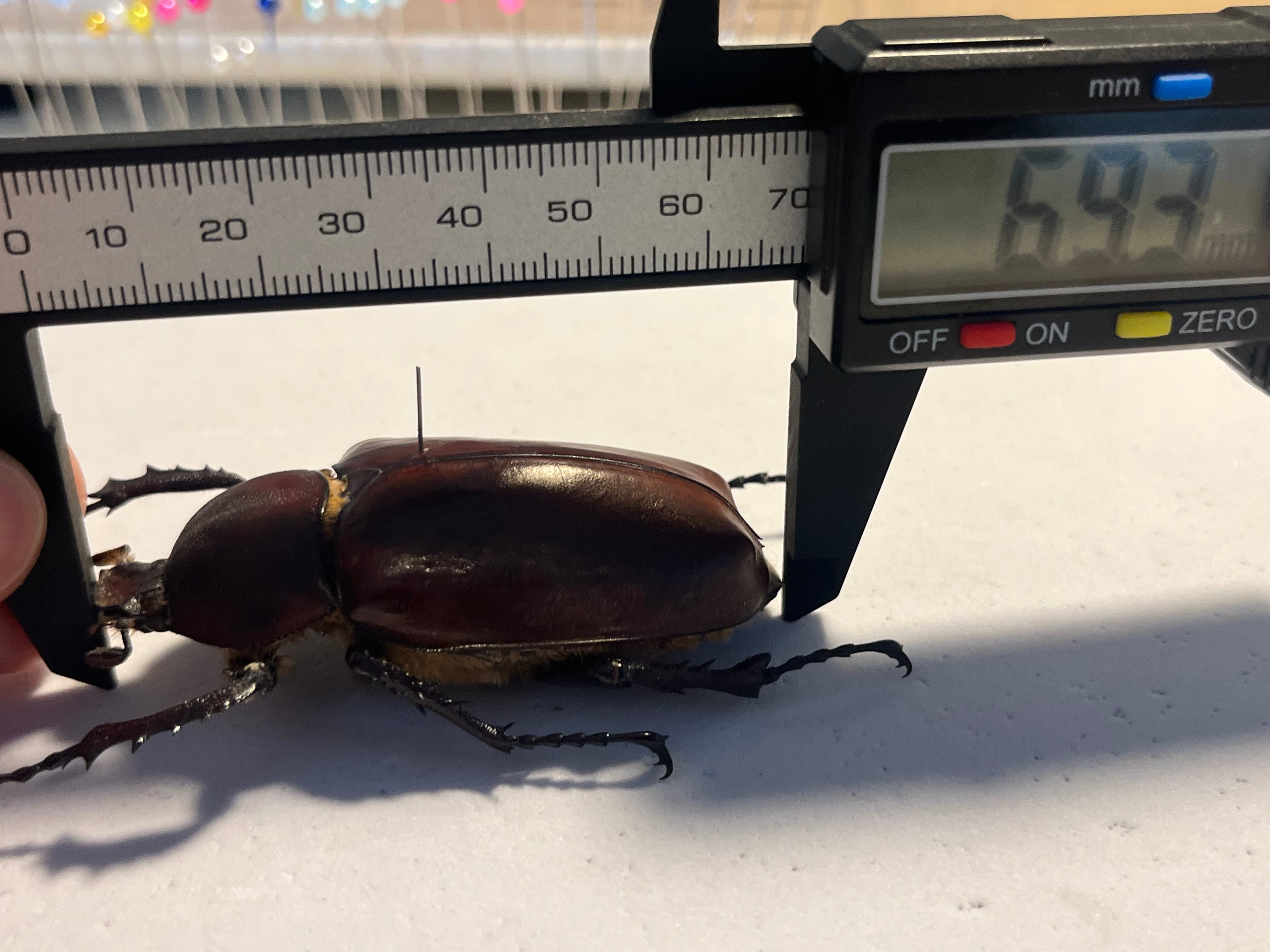BIG♀】脂が浮いてしまっているセラムドウナガテナガコガネ テナガ
