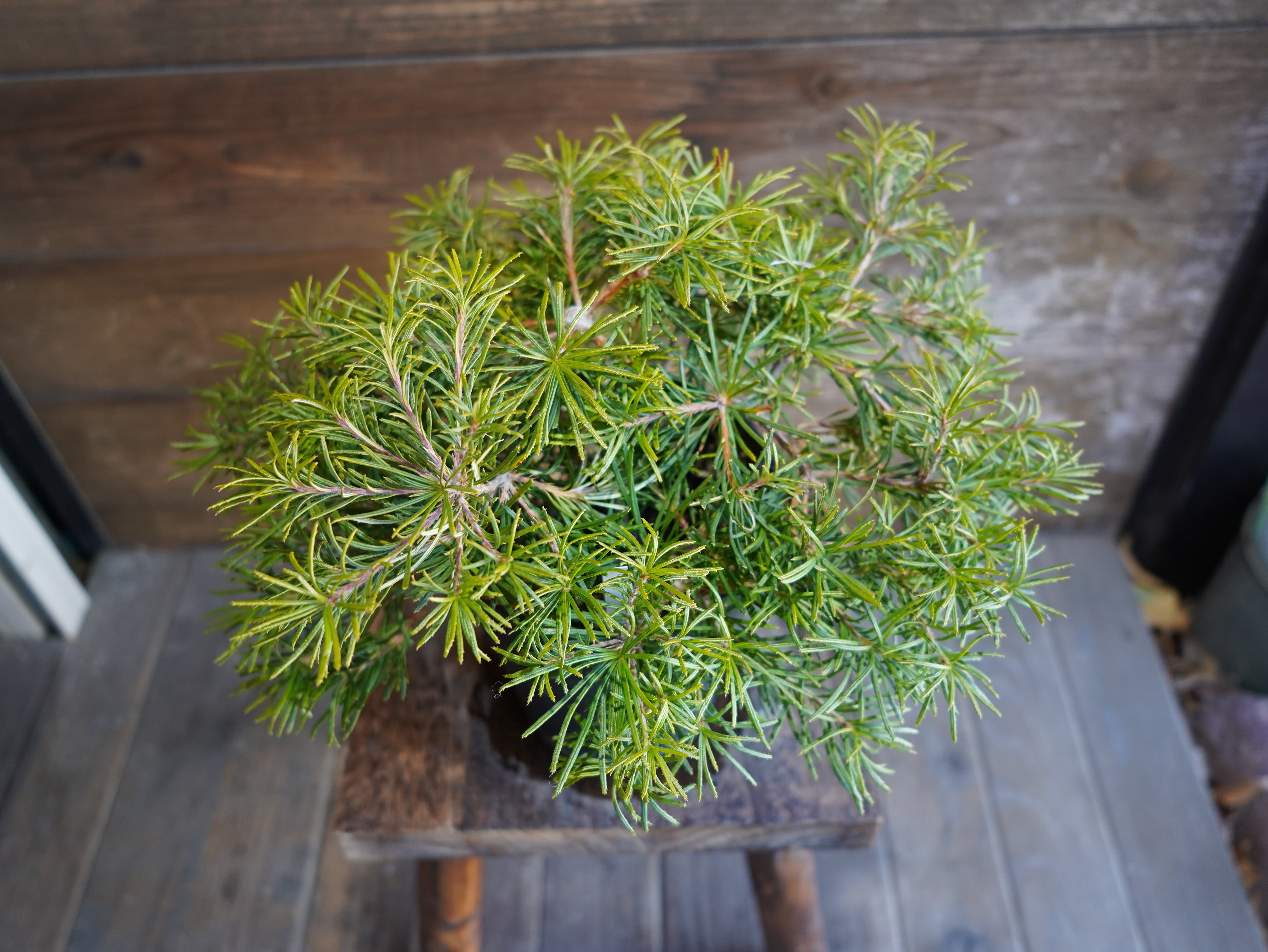 【現物】バンクシア ”バースデーキャンドル” C