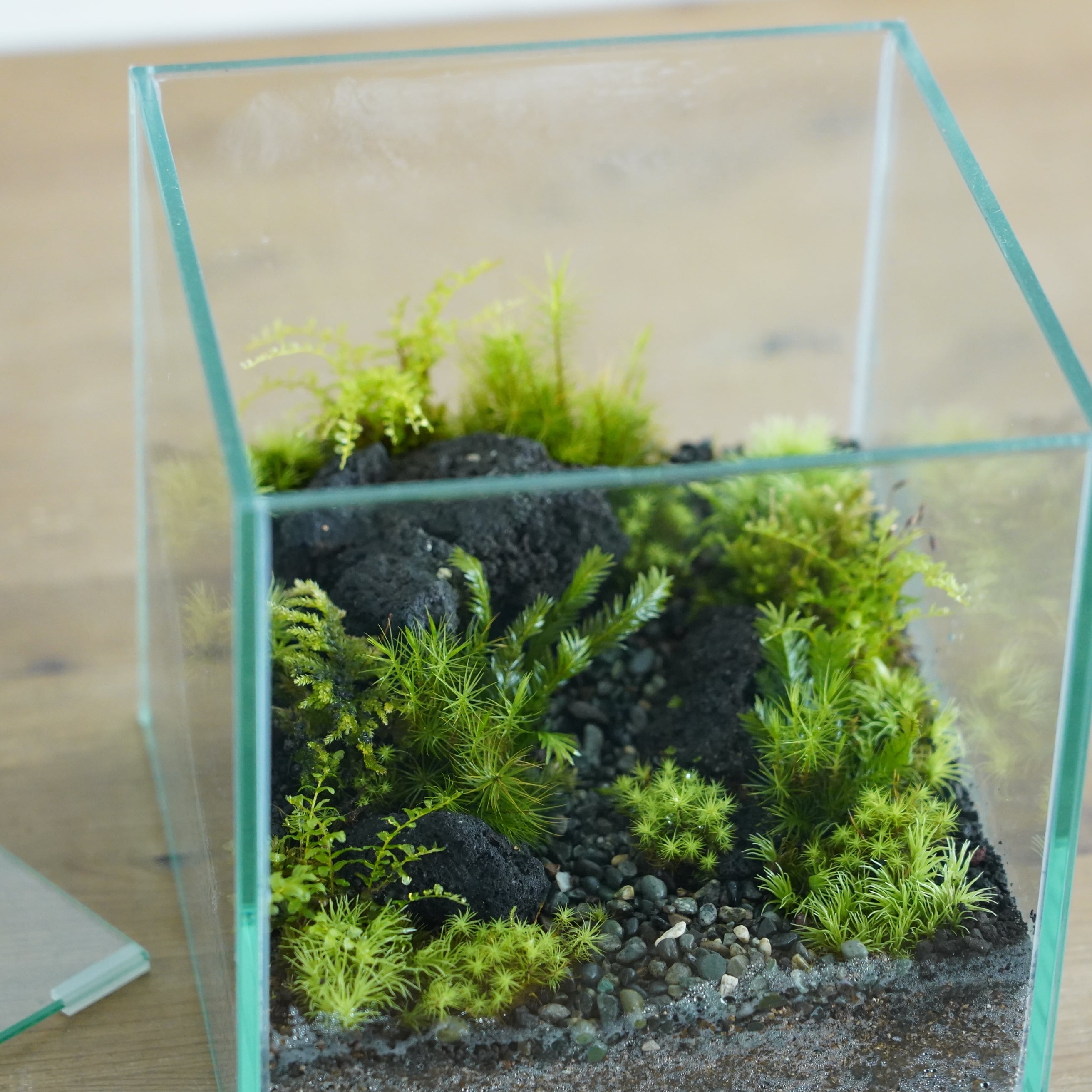 苔テラリウム作品『山の思い出』◇限定作品 4.19#3 | 苔テラリウム専門