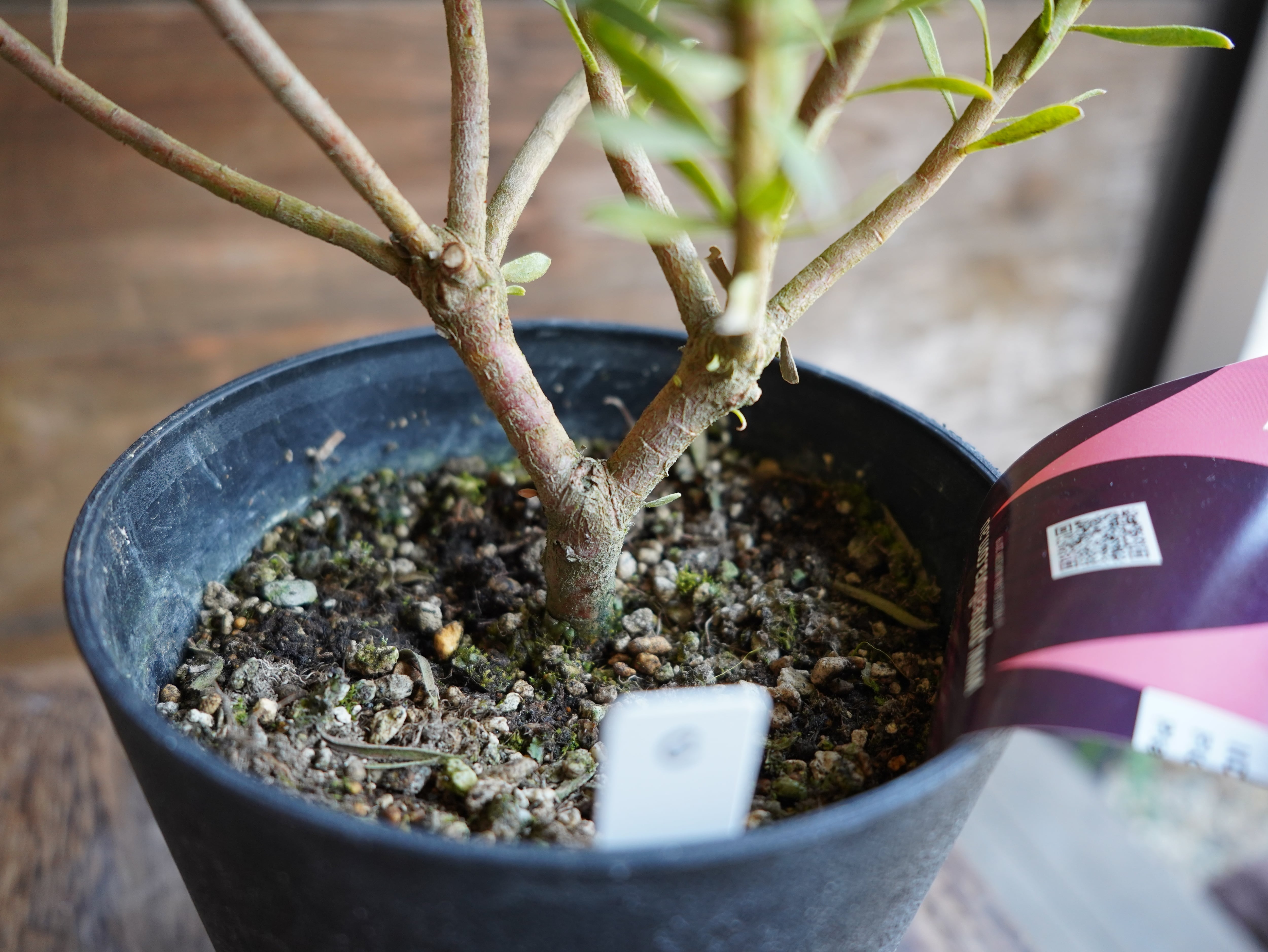 【現物】リューカデンドロン　”Strawberry Fair”　C