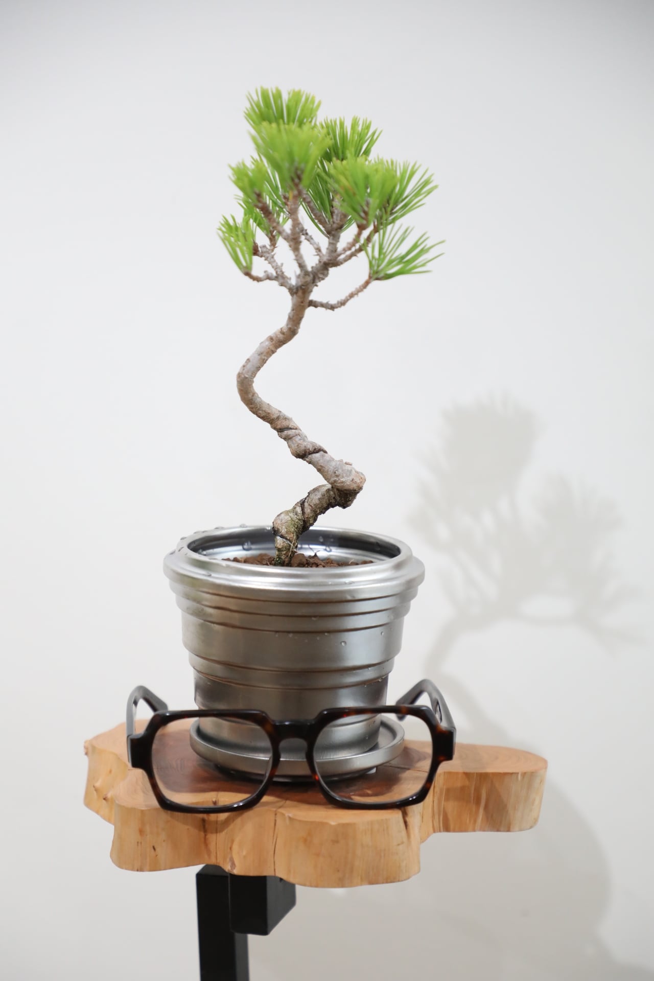 S】黒松 盆栽/Japanese black pine bonsai ※陶器鉢付き | 【厳選植物