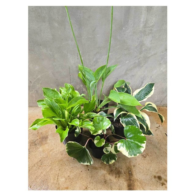 【Set】Hosta×3 ＆ Farfugium×1