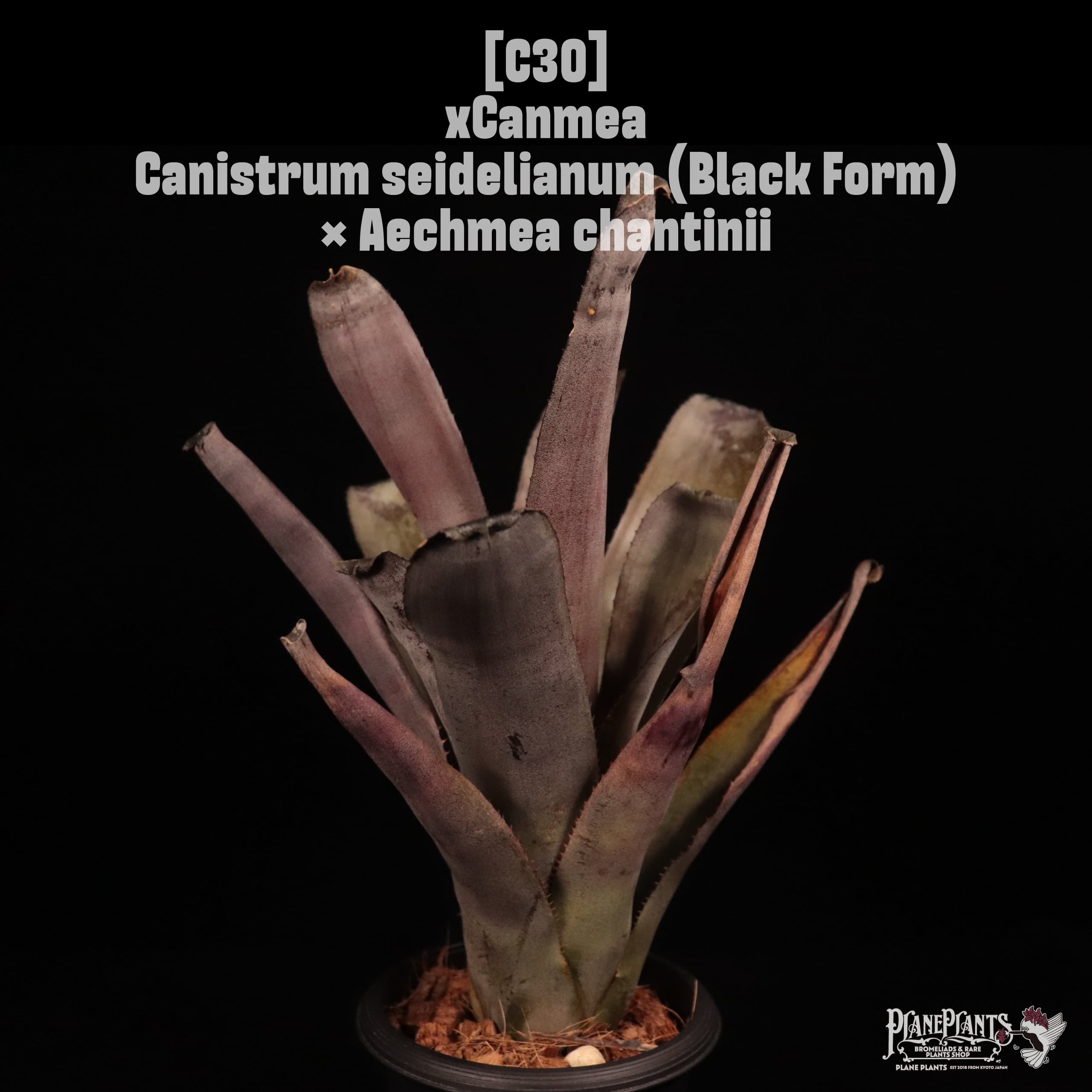 xCanmea Can. seidelianum (Black Form) × Aec. chantinii〔キャンメア〕C30