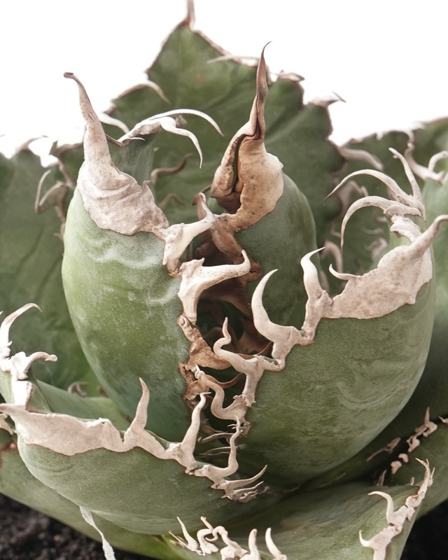 カット苗 アガベ チタノタ 悪魔くん 大株 Agave titanota 'Bakemono'