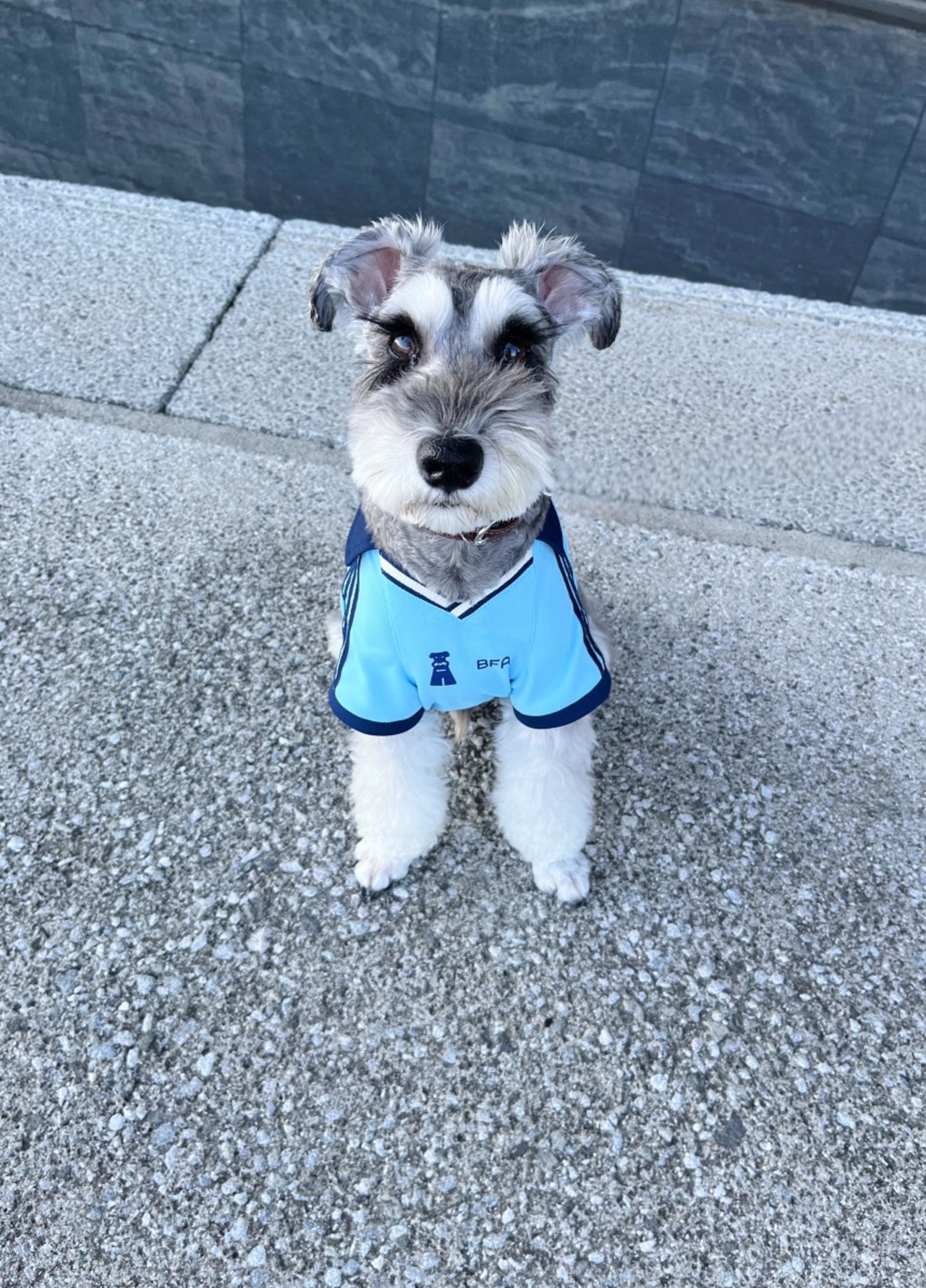 Friends United Uniform（Saxe Blue ）