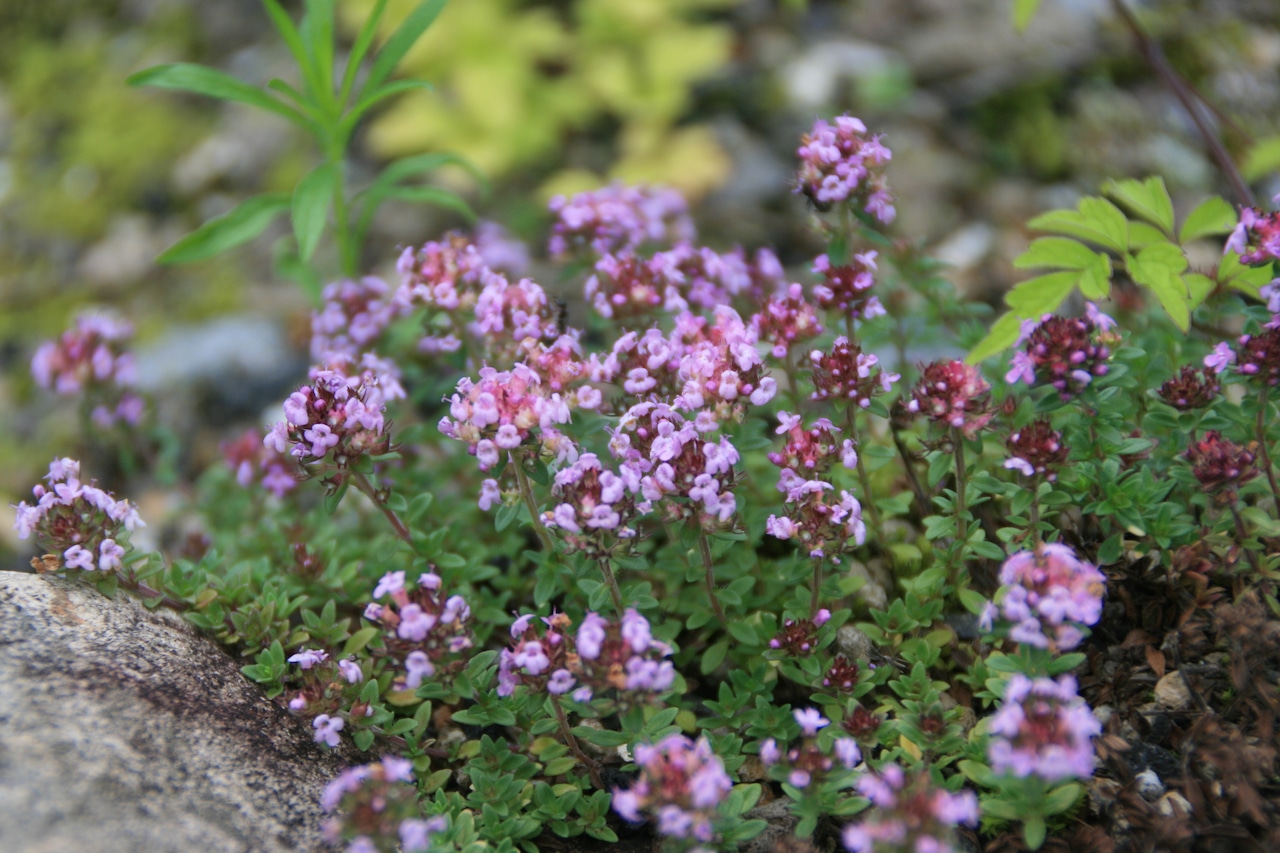 イブキジャコウソウ(伊吹麝香草)7,5cm〜9ポット【山野草】の画像02