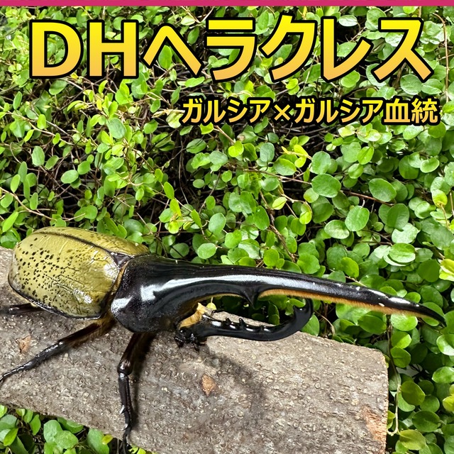 DH ヘラクレス オオカブト 成虫 ♂♀ ペア ♂160mm ♀70mm GG血統 