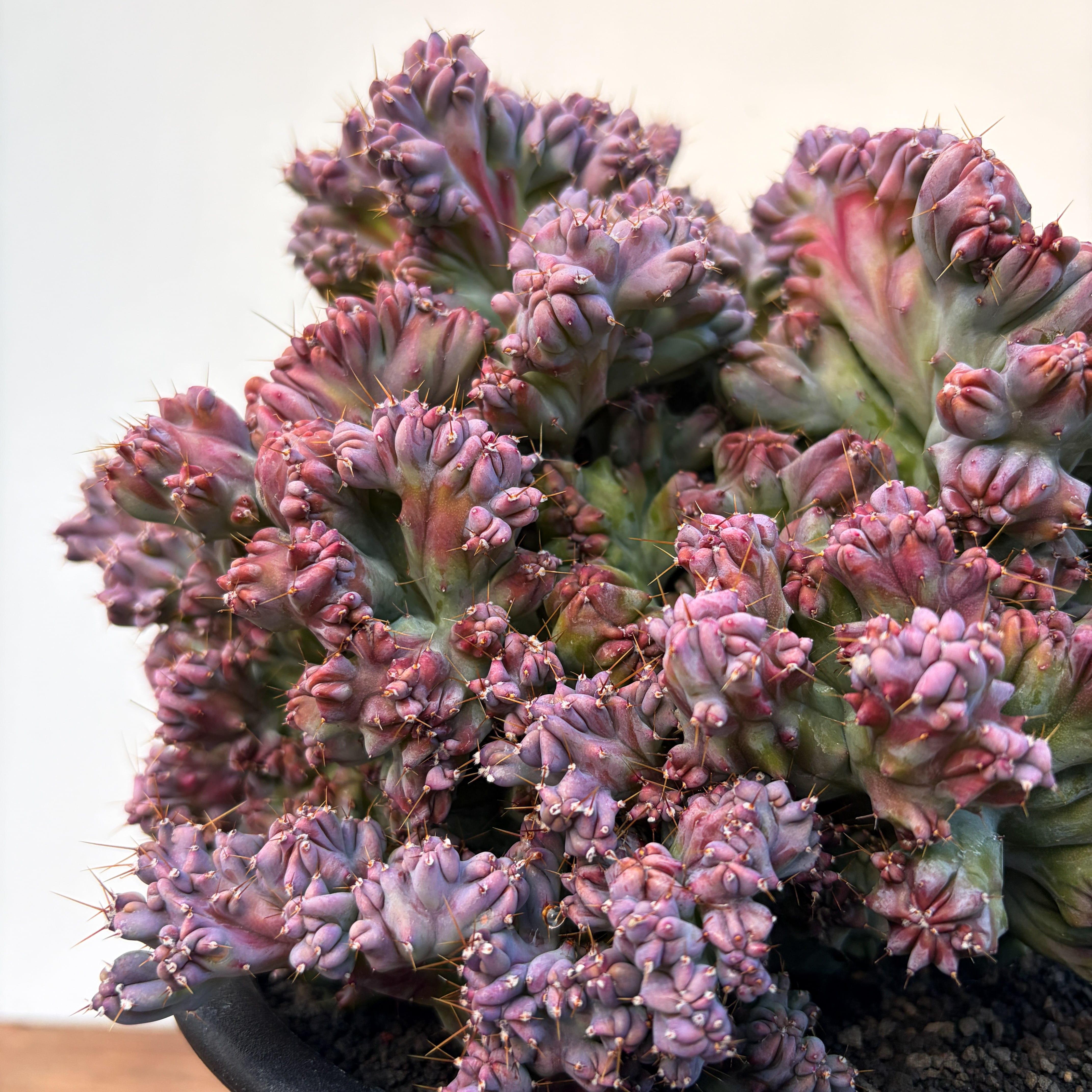 Myrtillocactus geometrizans【竜神木・モンスト】 | RIMO'S GREEN