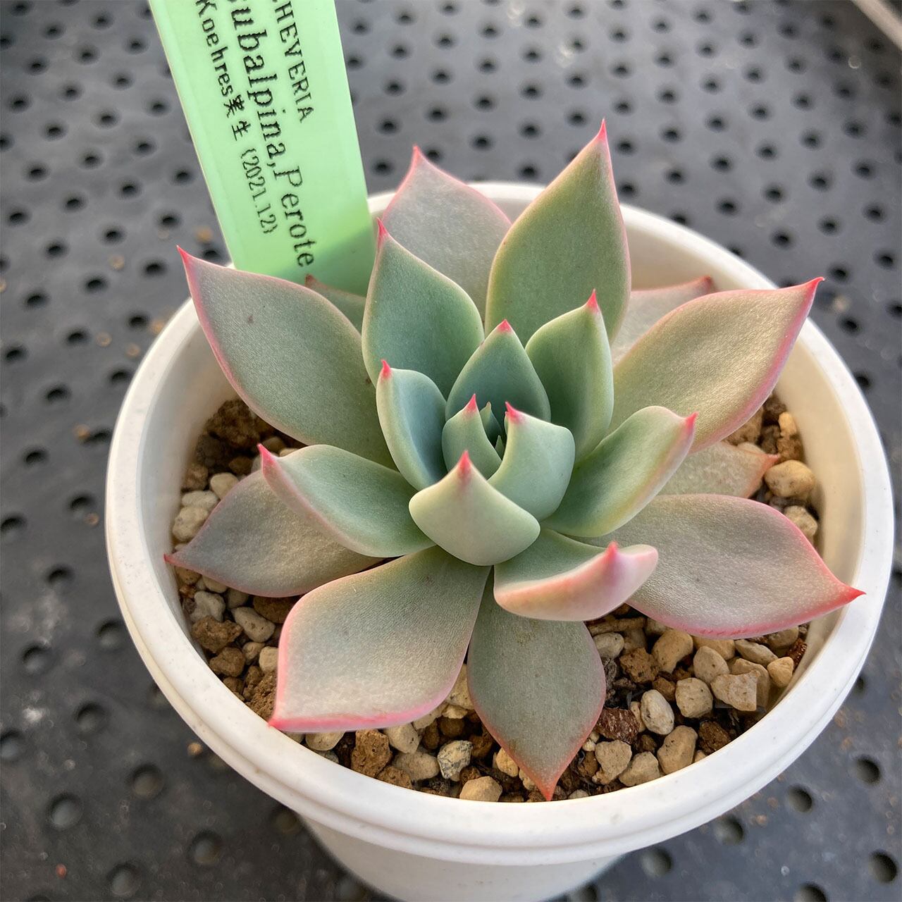 確認用　スバルピナ ペロテ 現物商品】ECHEVERIA subalpina,Perote 原種 実生苗 | 多肉植物研究所