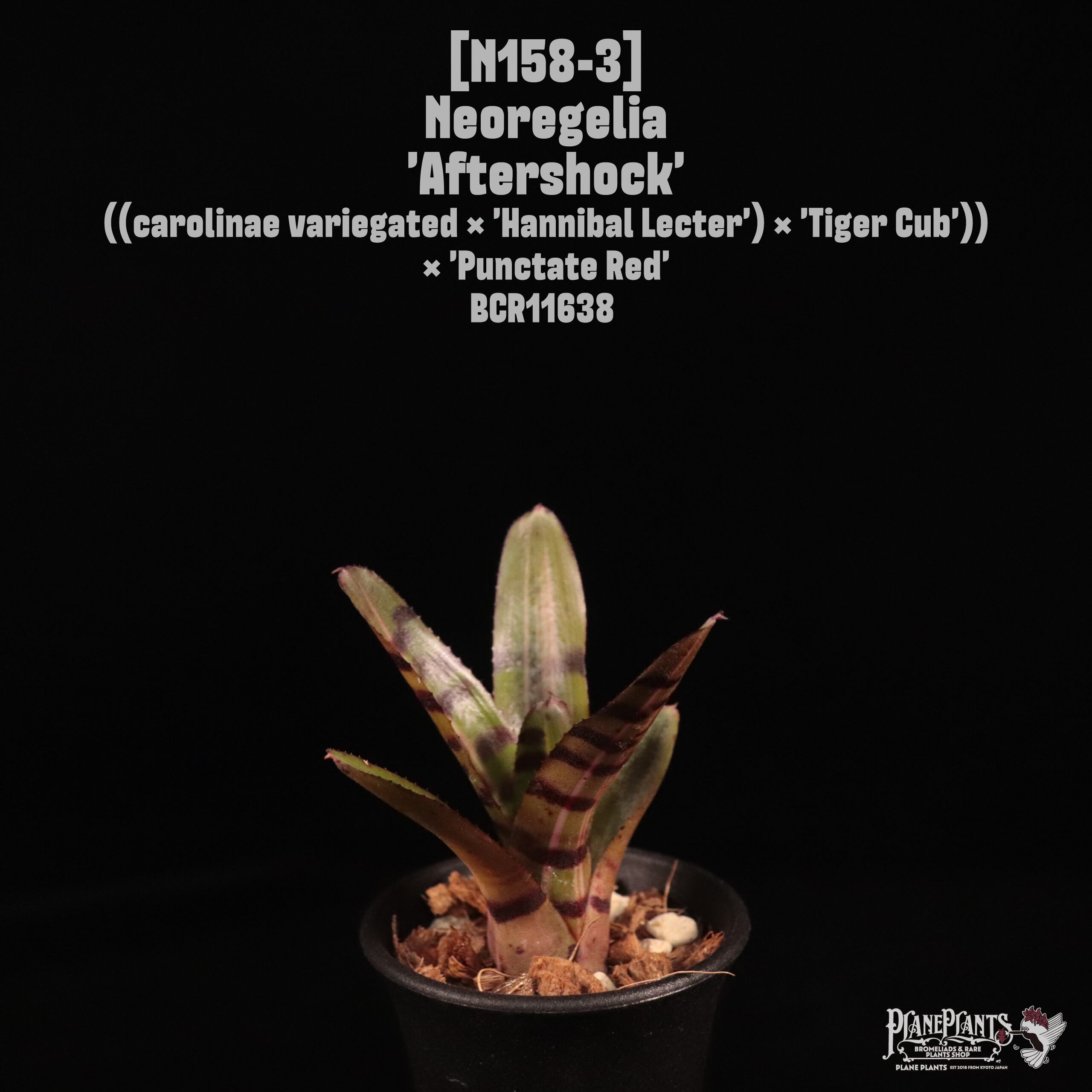 Neoregelia 'Aftershock'〔ネオレゲリア〕N158-3