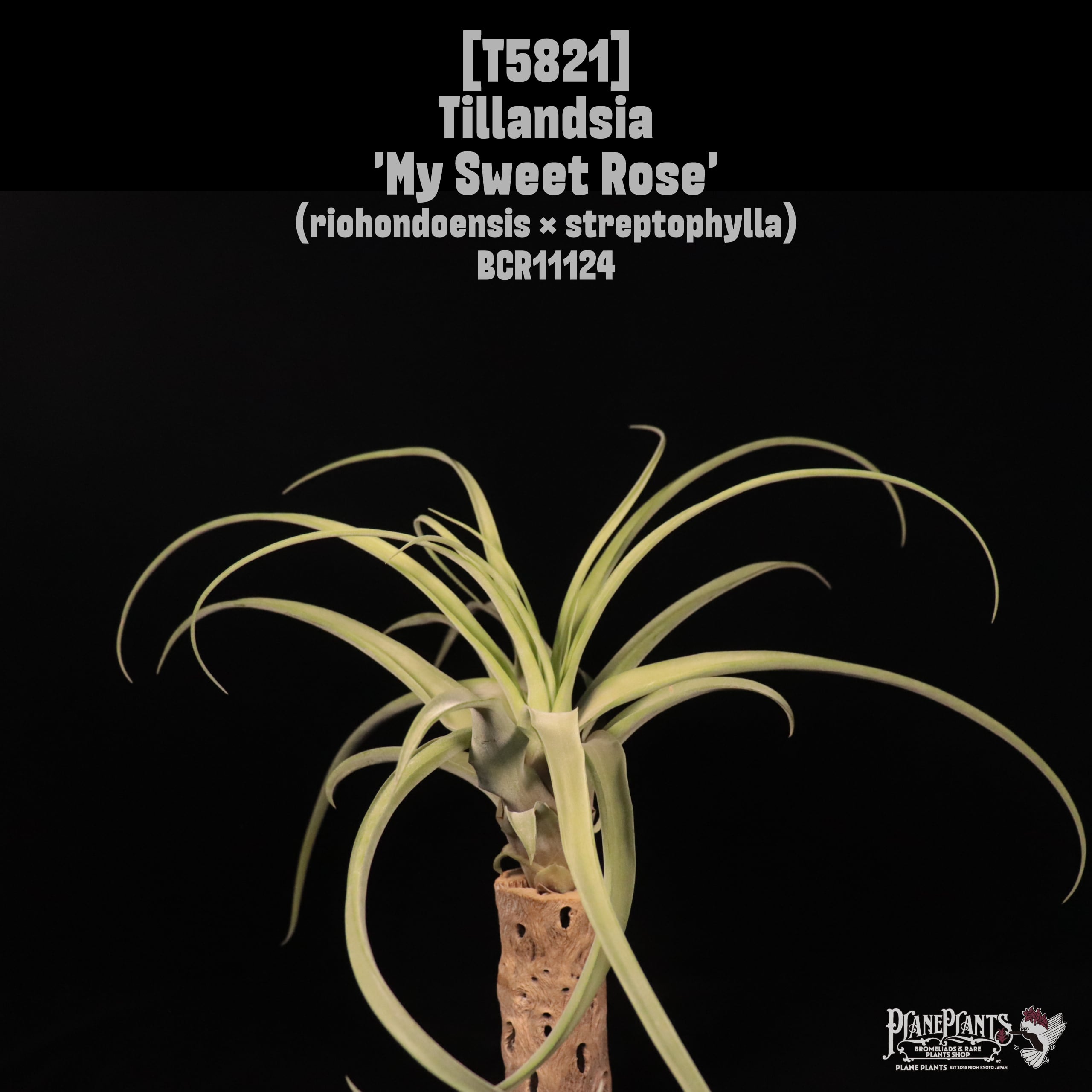 送料無料】mauryana〔エアプランツ〕現品発送T1078 | plane plants