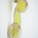 Dandelion 02 - アゲートヒーリングチャイム / Agate Sun Catcher Wind Chime 552